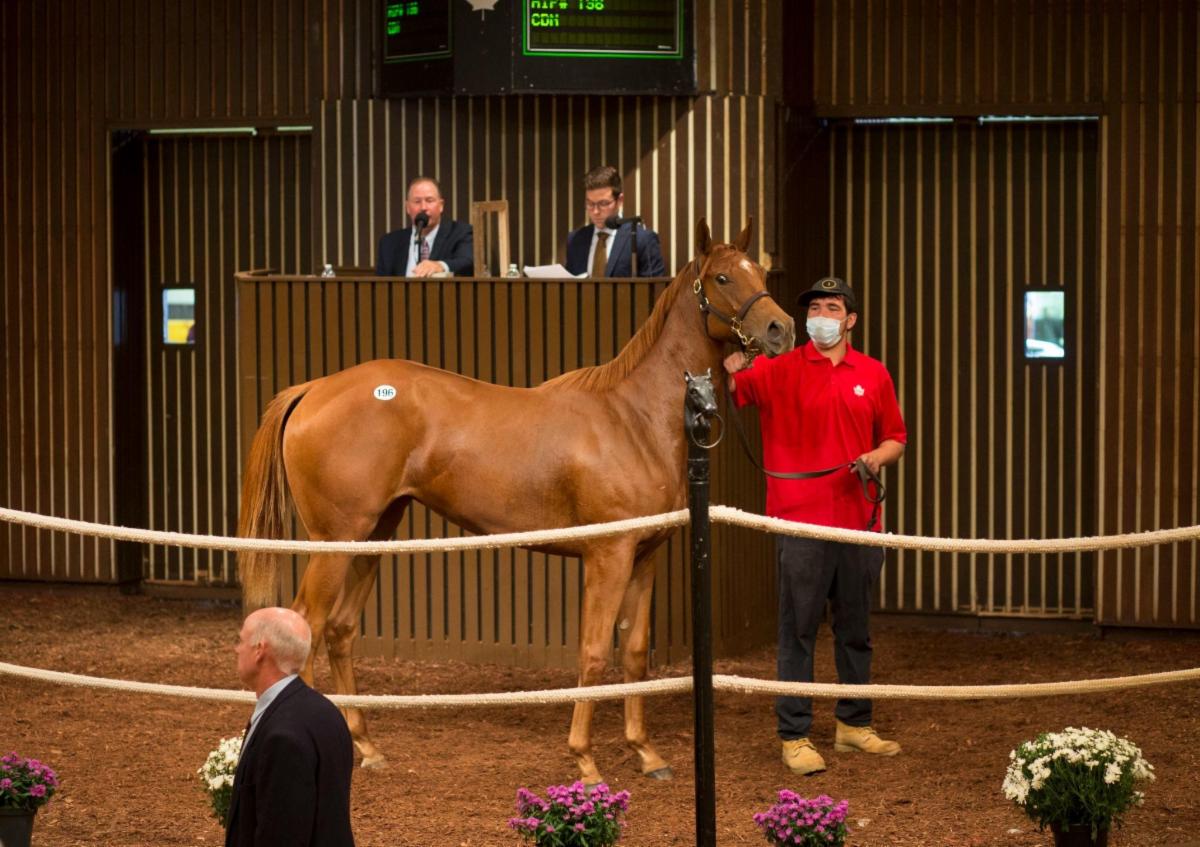 Five Leading Ontario Sires Represented at Canada’s Premier Yearling Sale