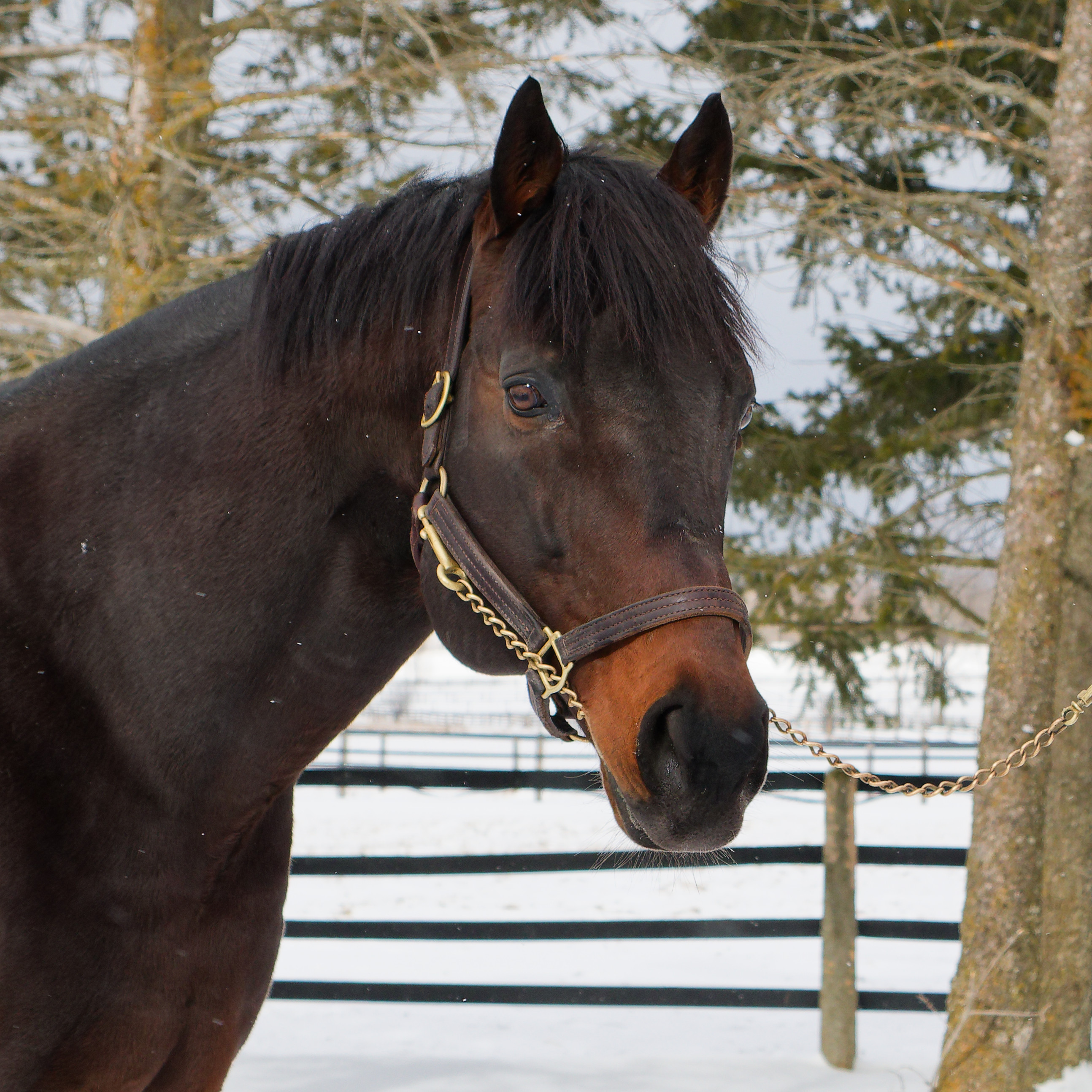 Ontario breeders discuss the art and science of creating a great racehorse