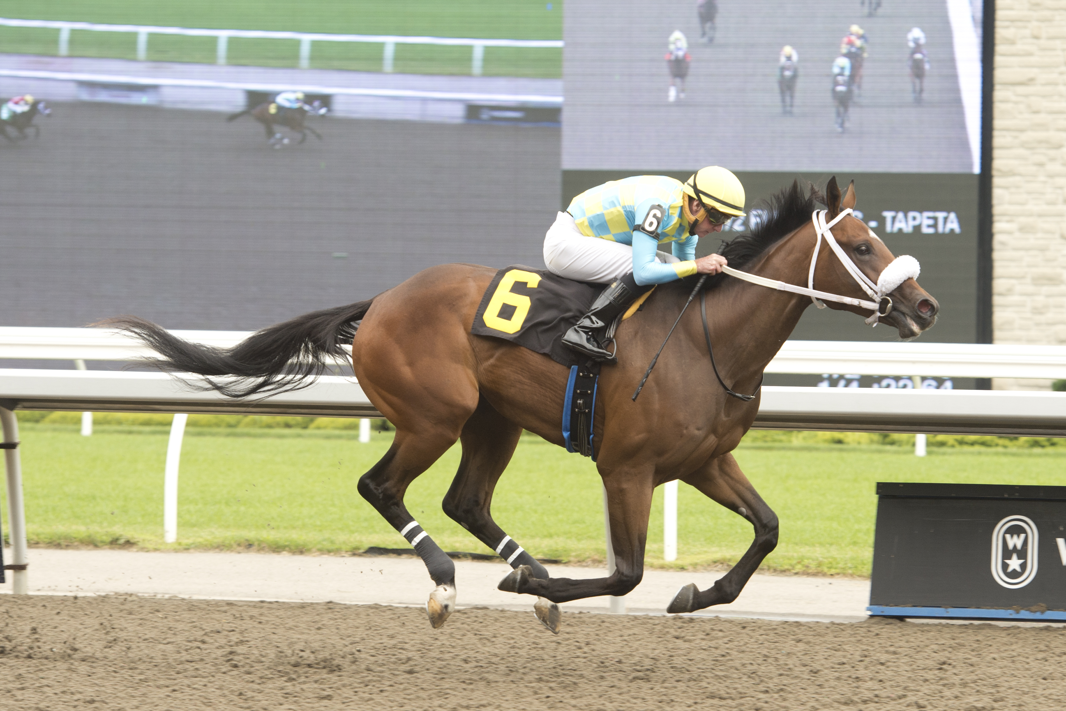 Four Yearling Sales Stakes Set for Sunday at Woodbine