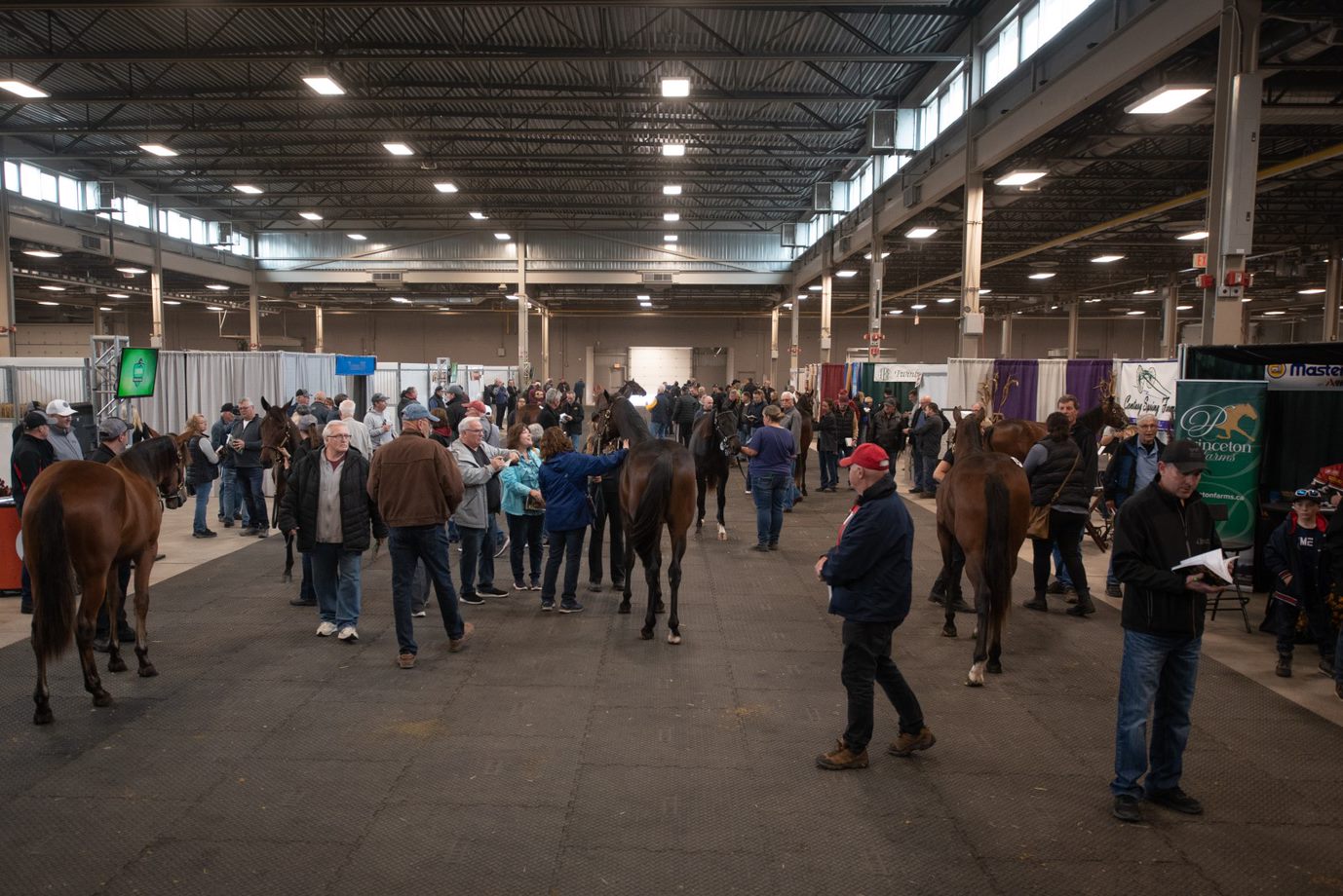 London Classic Yearling Sale Sees Spike In Entries
