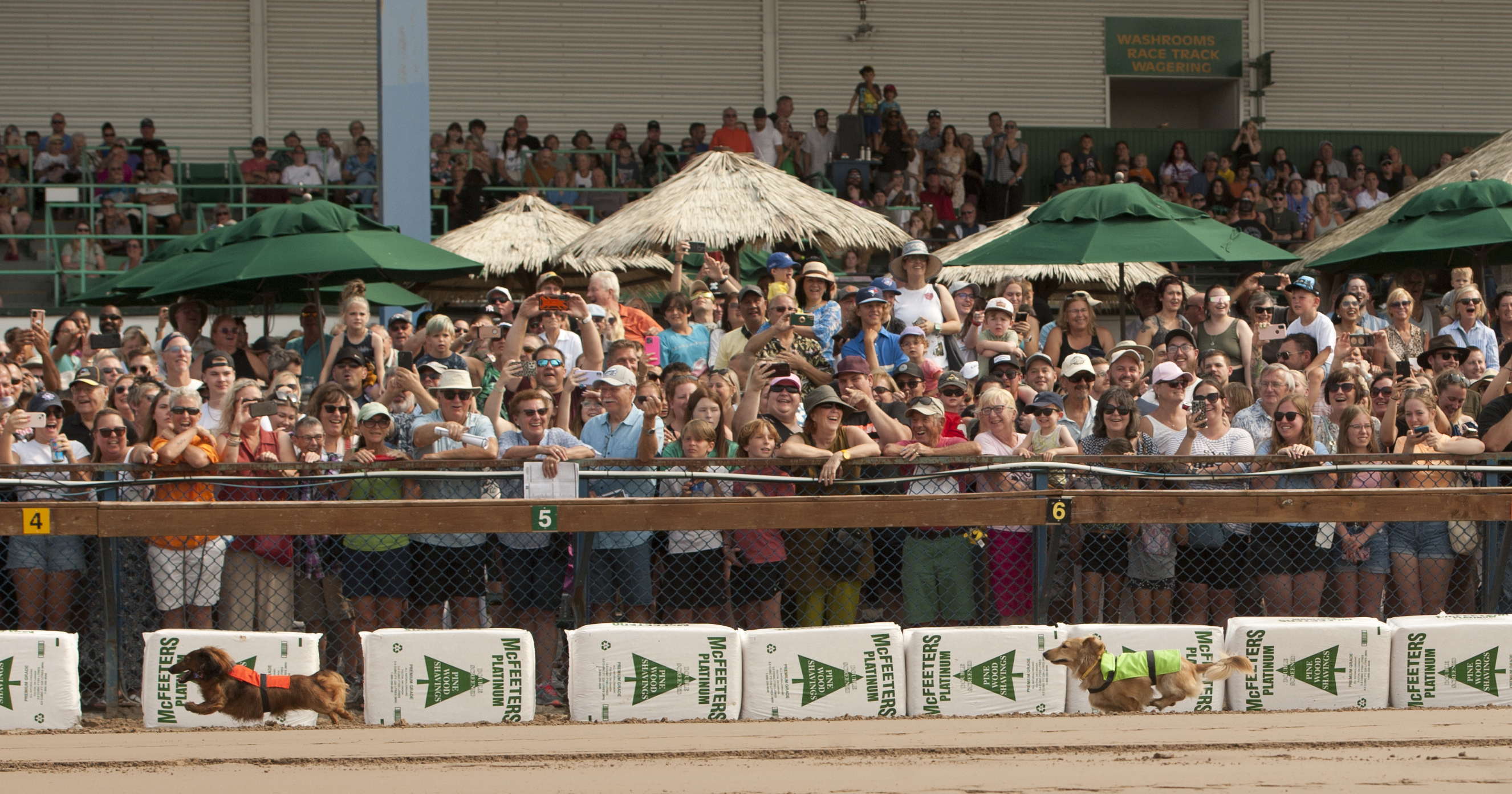 A capacity crowd was all smiles as they took in the action during the wiener dog races on July 16 at the Fort Erie Race Track.