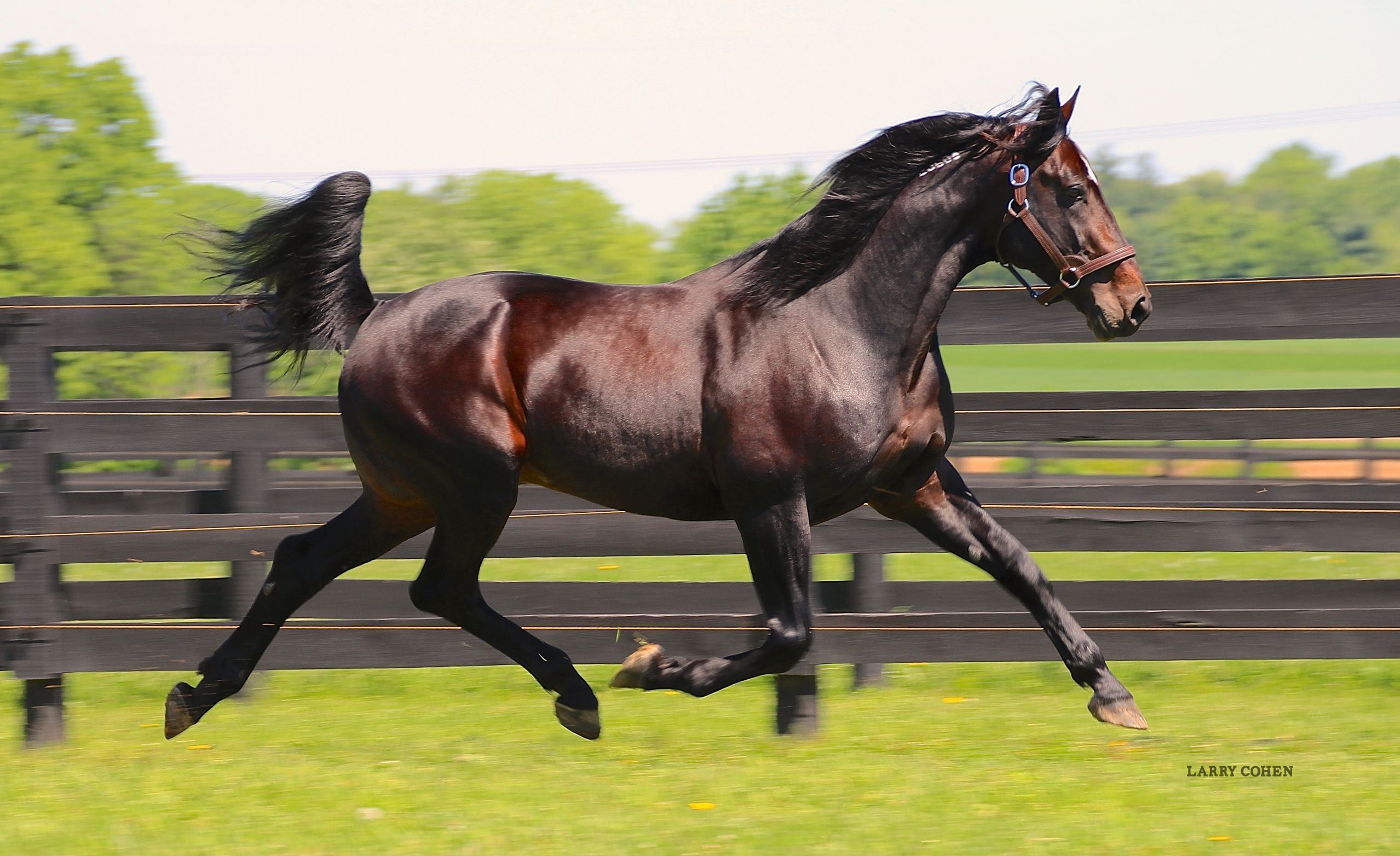 Ontario Sires Stakes Stallion Spotlight: Trixton