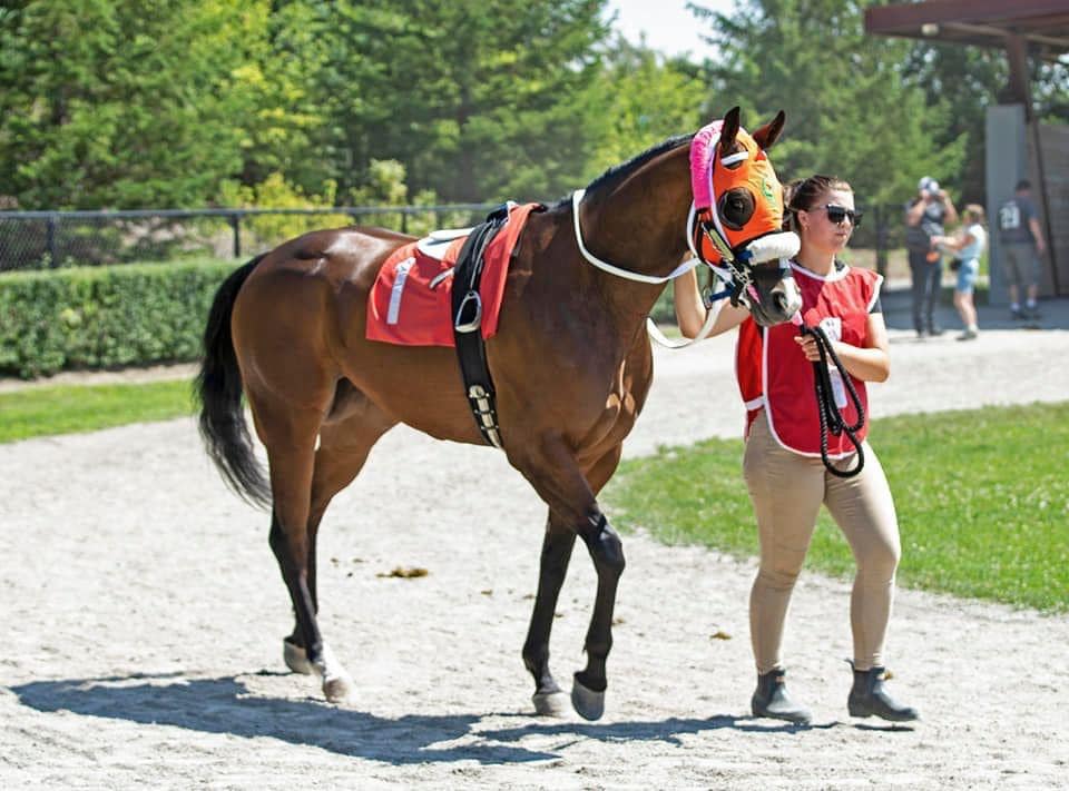 Two Days of Quarter Horse Racing Heading into Labour Day