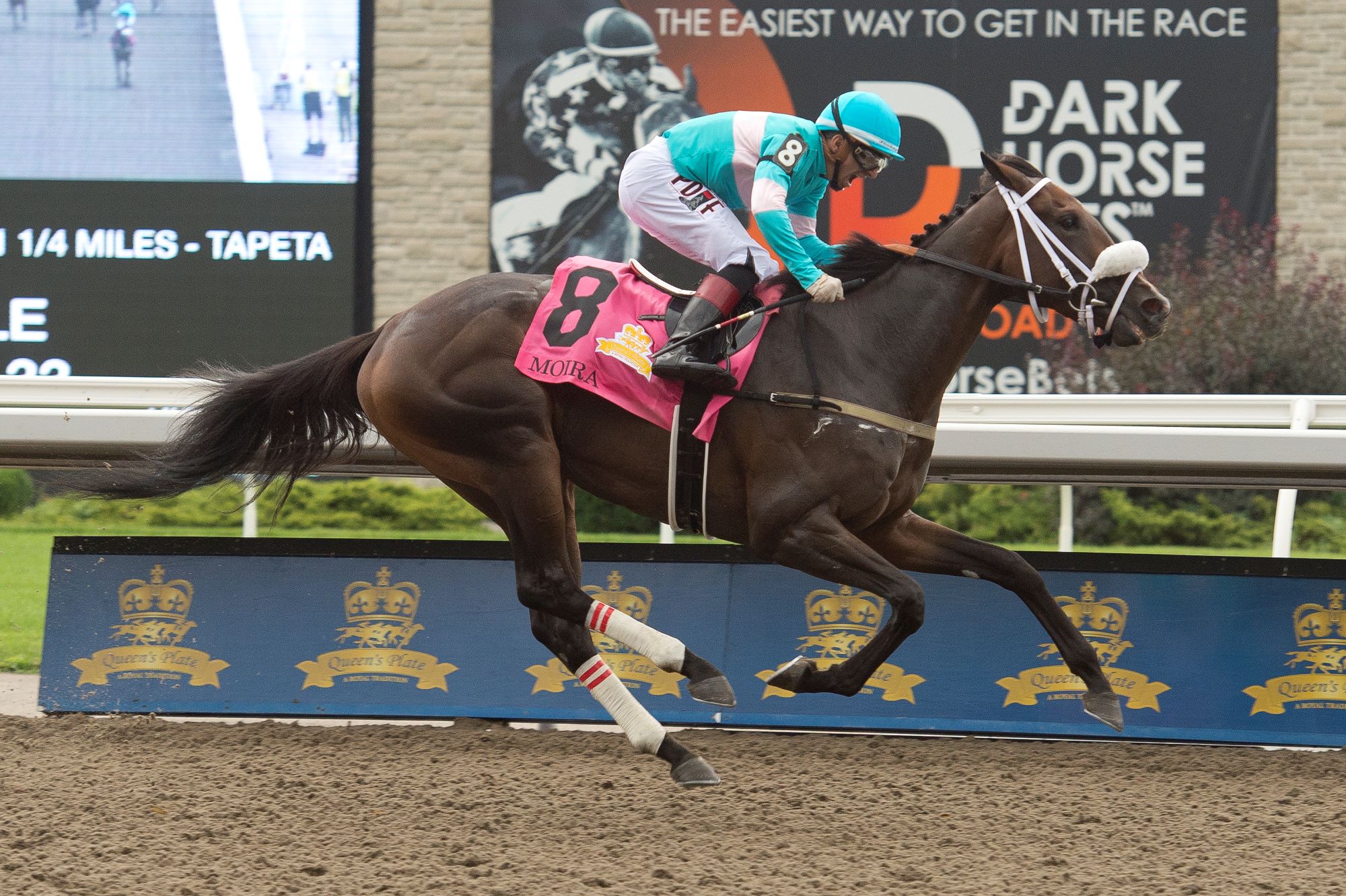 Canadian Horse of the Year Moira Returns to the Grass in G2 Nassau
