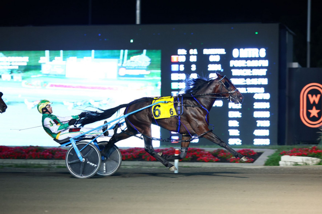 Stockade Seelster Sets OSS Freshman Record in Gold Action at Woodbine Mohawk Park