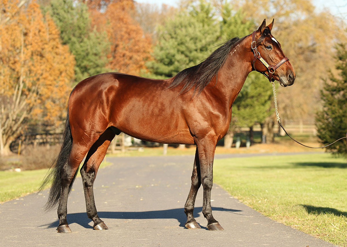 Ontario Sires Stakes Stallion Spotlight: Resolve