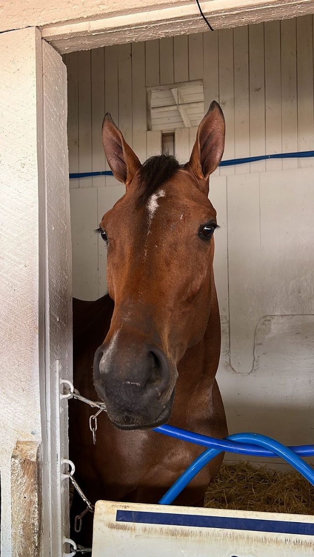 Ontario Bred Interstatedaydream Ready to Challenge in Black-Eyed Susan