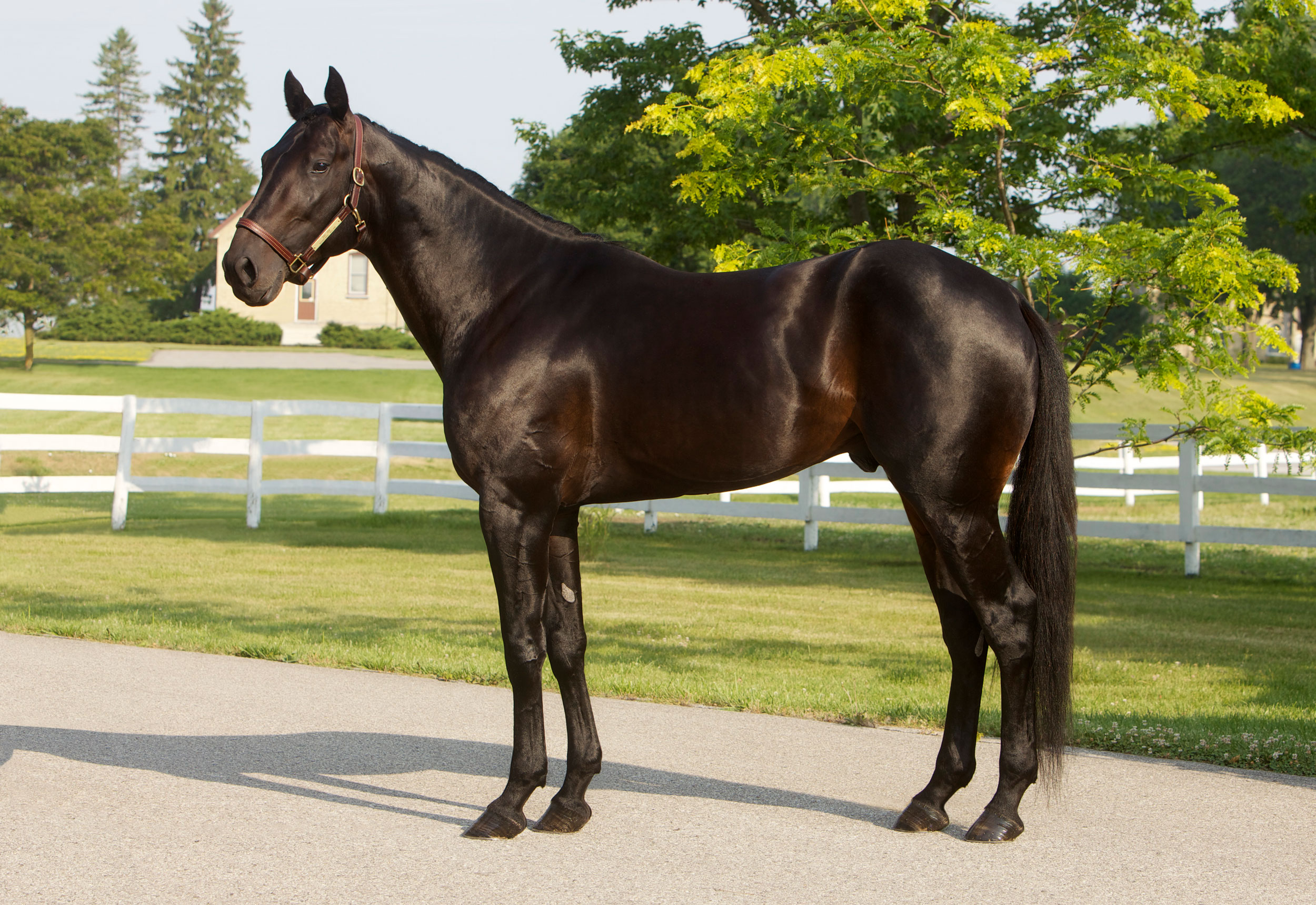 2022 Stallion Spotlight - Big Jim