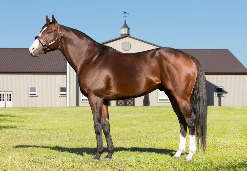 2022 Stallion Spotlight - Passion for Action