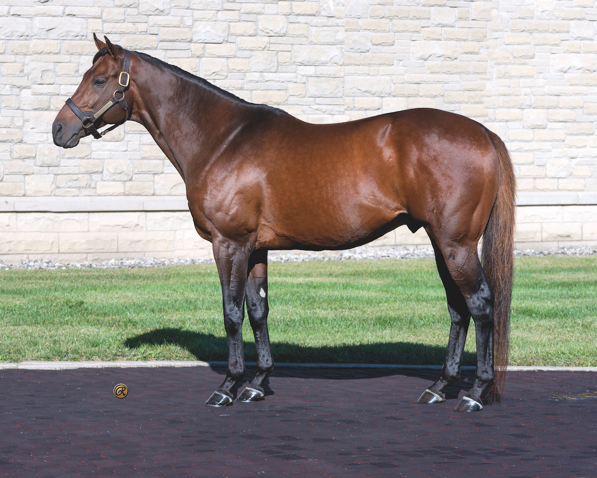 2022 Stallion Spotlight - American Guru