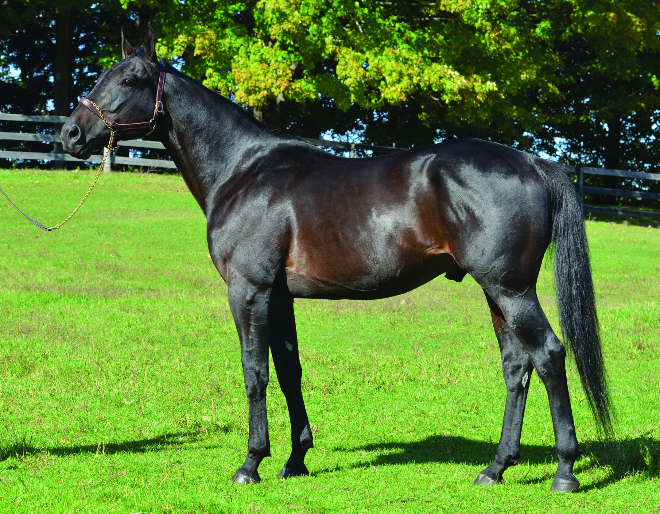 2022 Stallion Spotlight - Dali