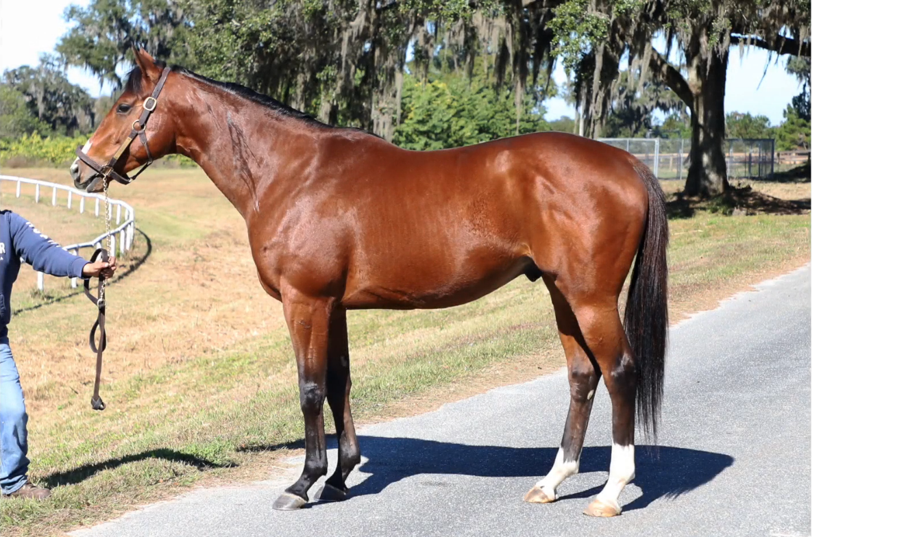 2022 Stallion Spotlight - Abarta