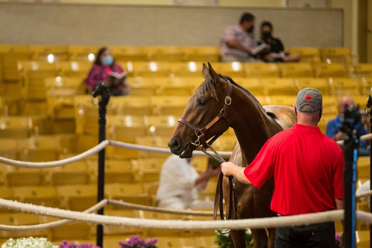 Sales Credit Update For Canadian Premier Yearling Sale