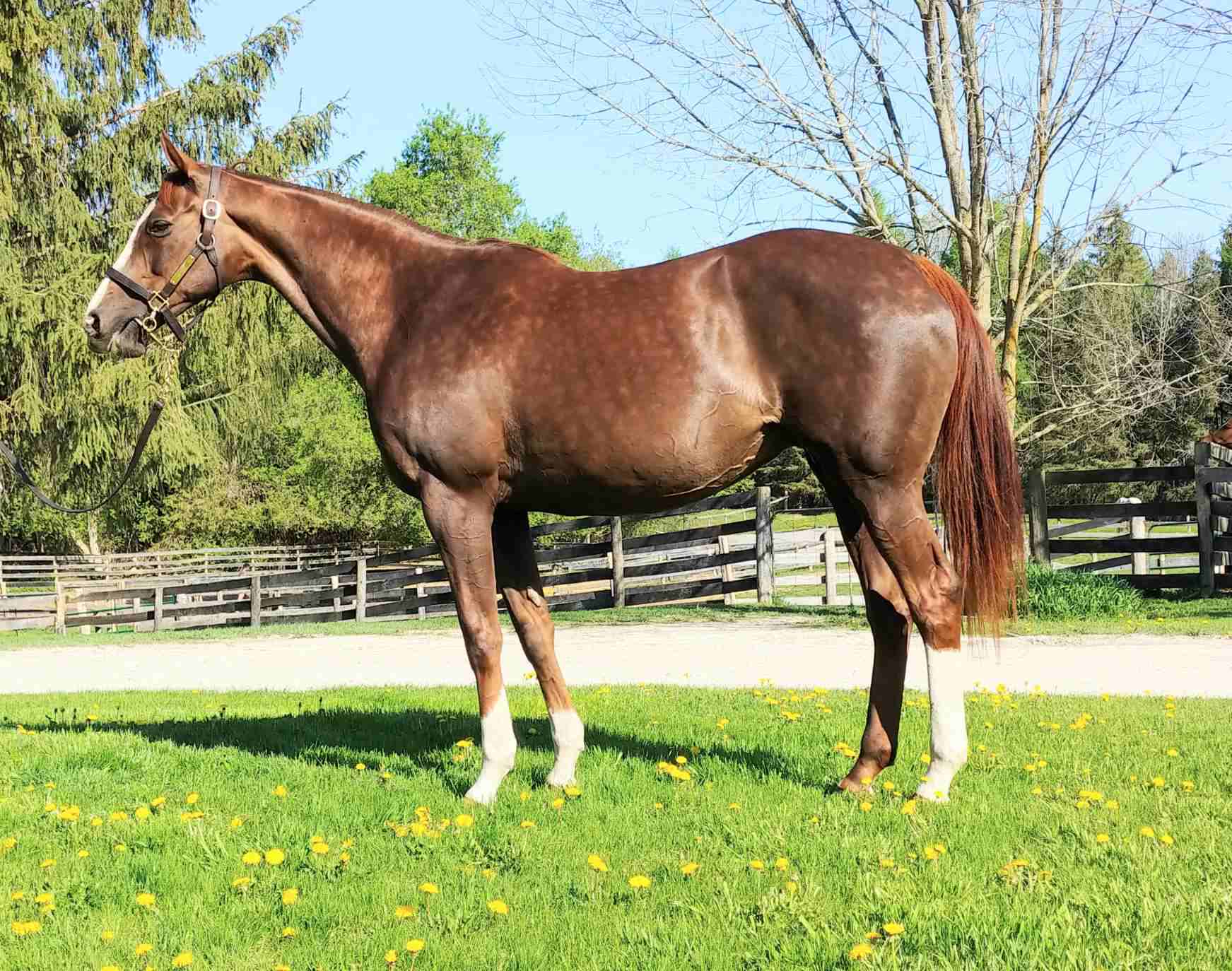 Half-Sister to Kentucky Derby Winner at Home in Ontario