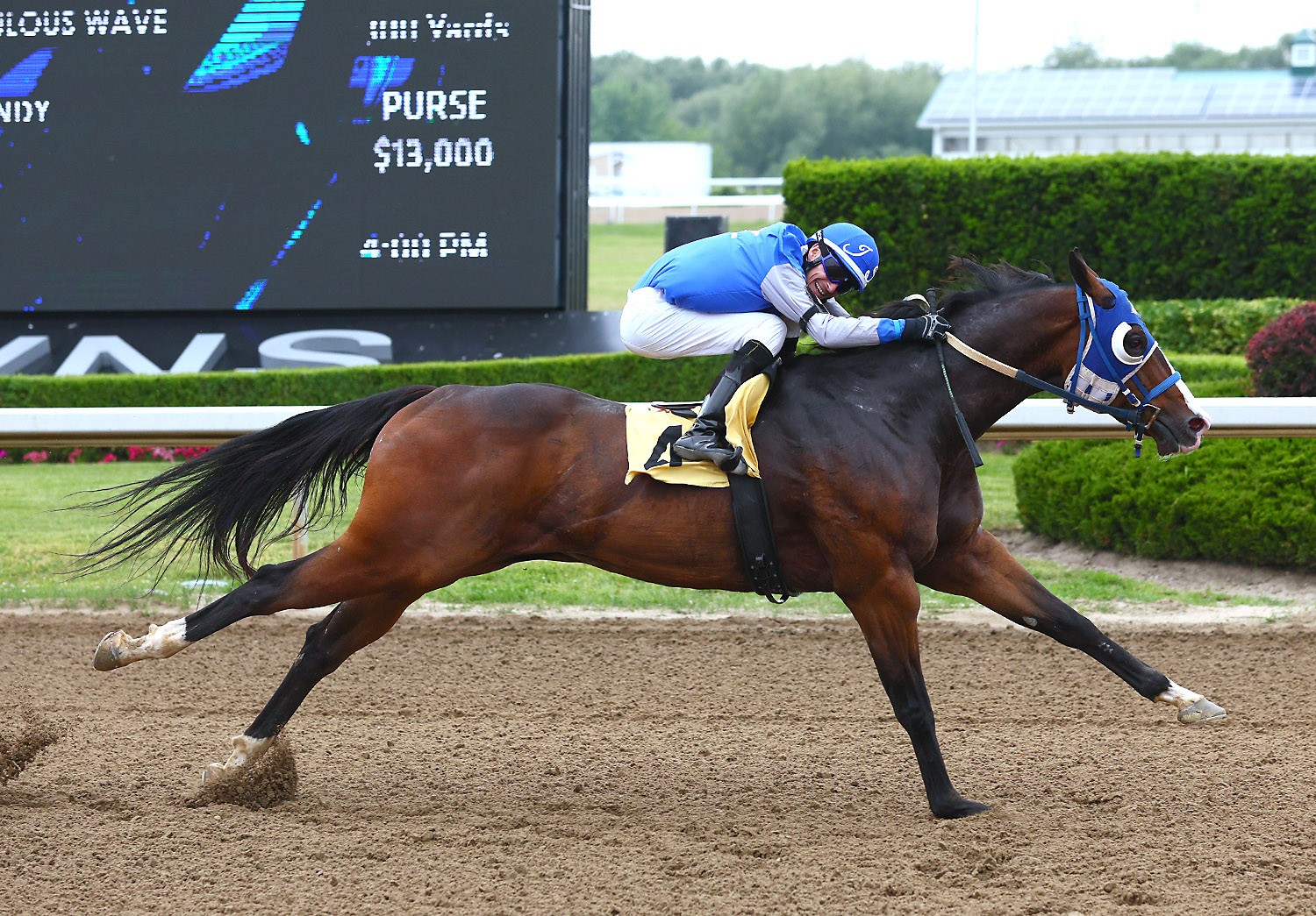 Had to Be Ivory becomes one of Ontario's most successful Quarter Horses with 27th win