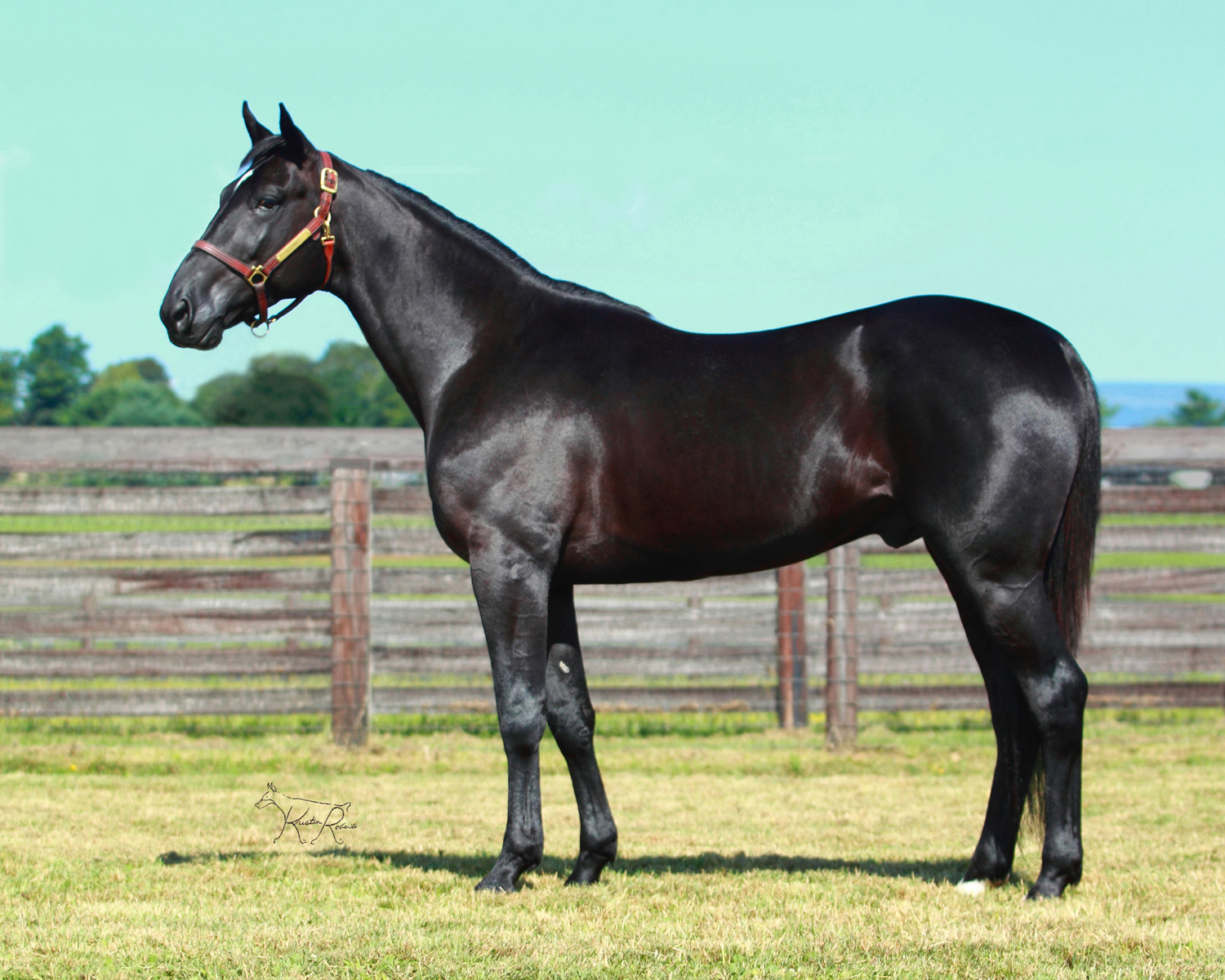 2022 Stallion Spotlight - Archangel