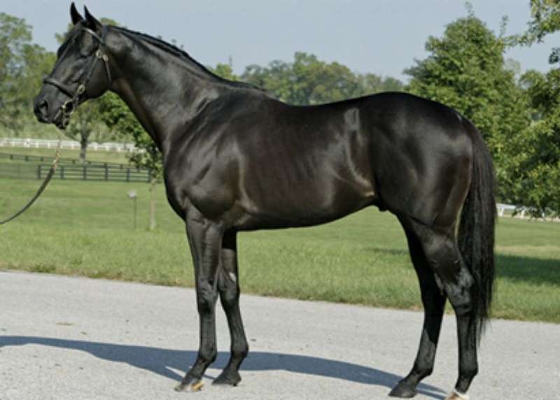 2022 Stallion Spotlight - Where's the Ring