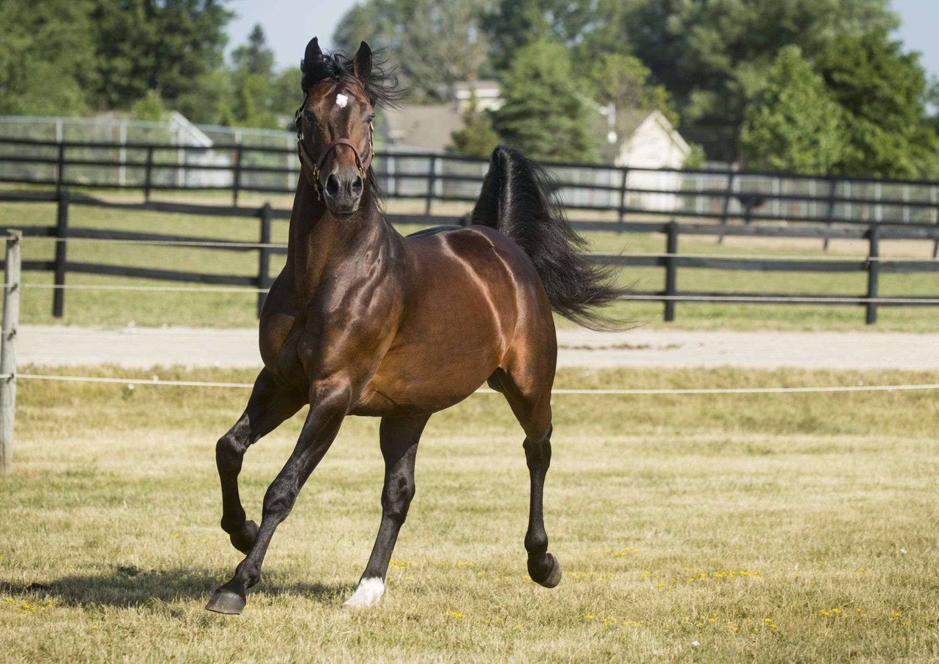 2022 Stallion Spotlight - All Bets Off