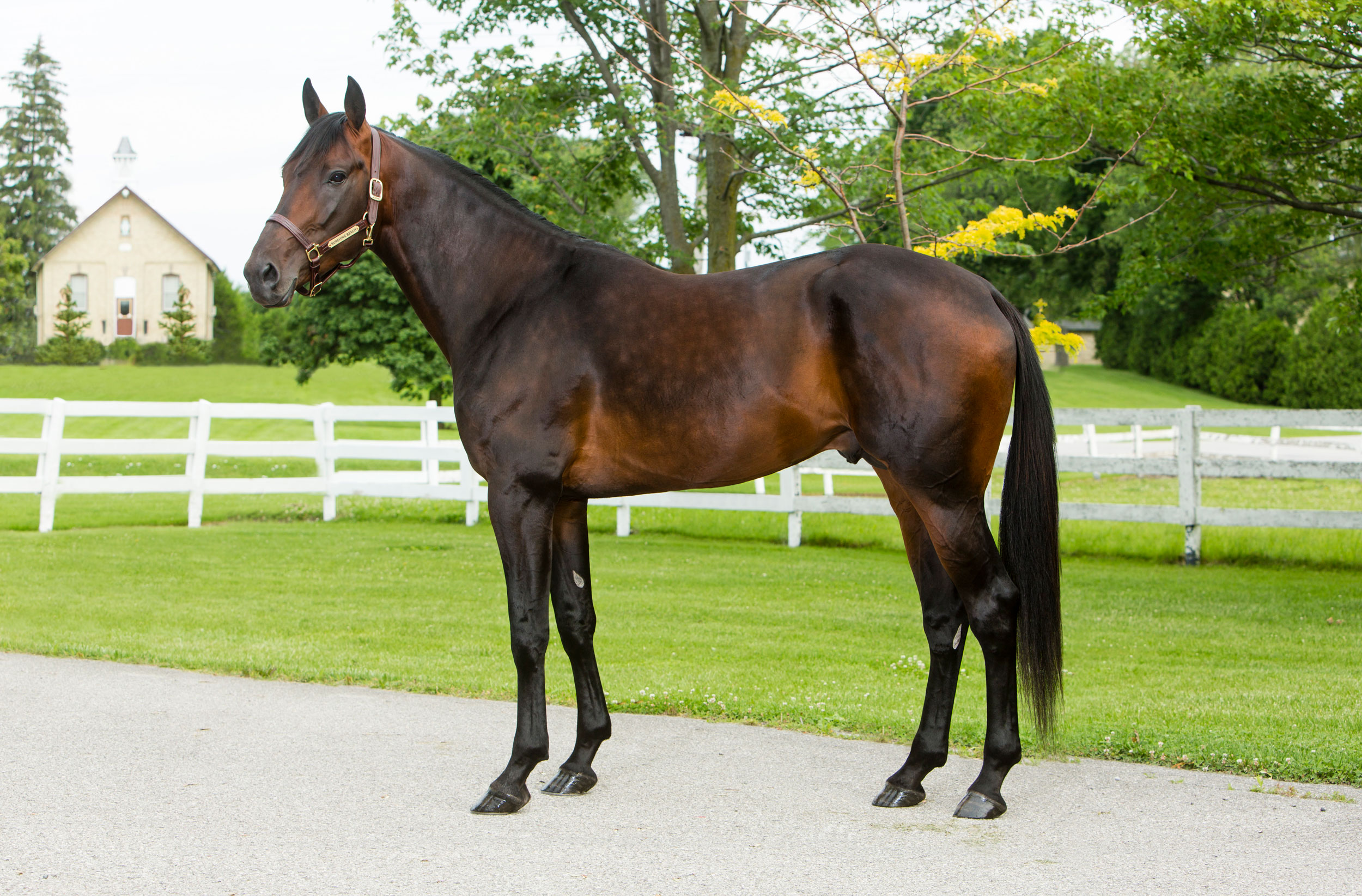 2022 Stallion Spotlight - Sunshine Beach