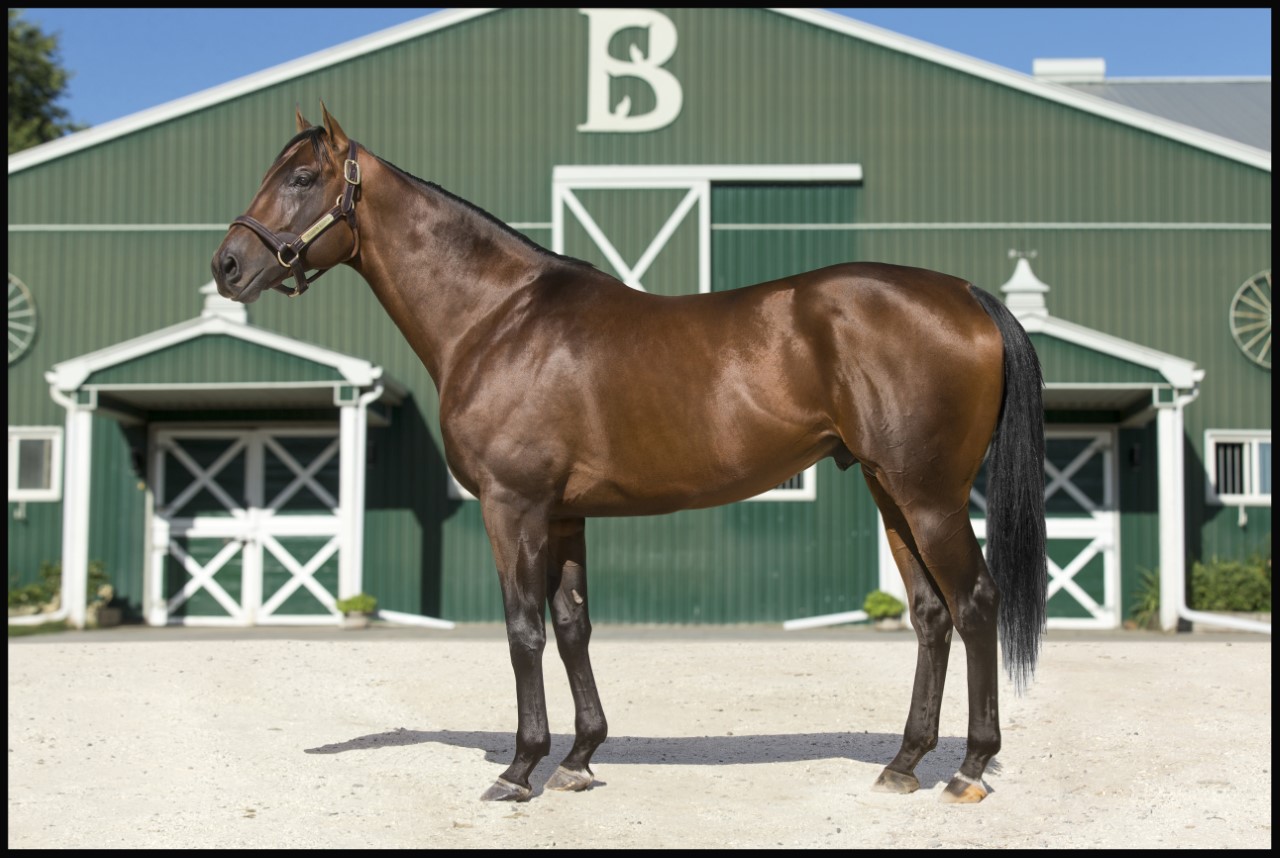 Seven New Thoroughbred Stallions to Stand in Ontario in 2023 - Ontario ...