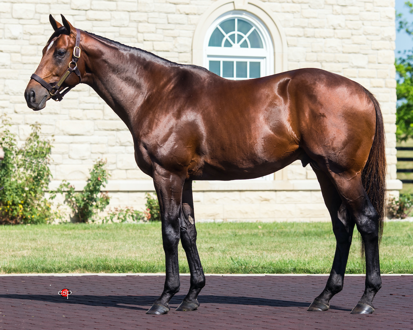 2022 Stallion Spotlight - Point of Entry