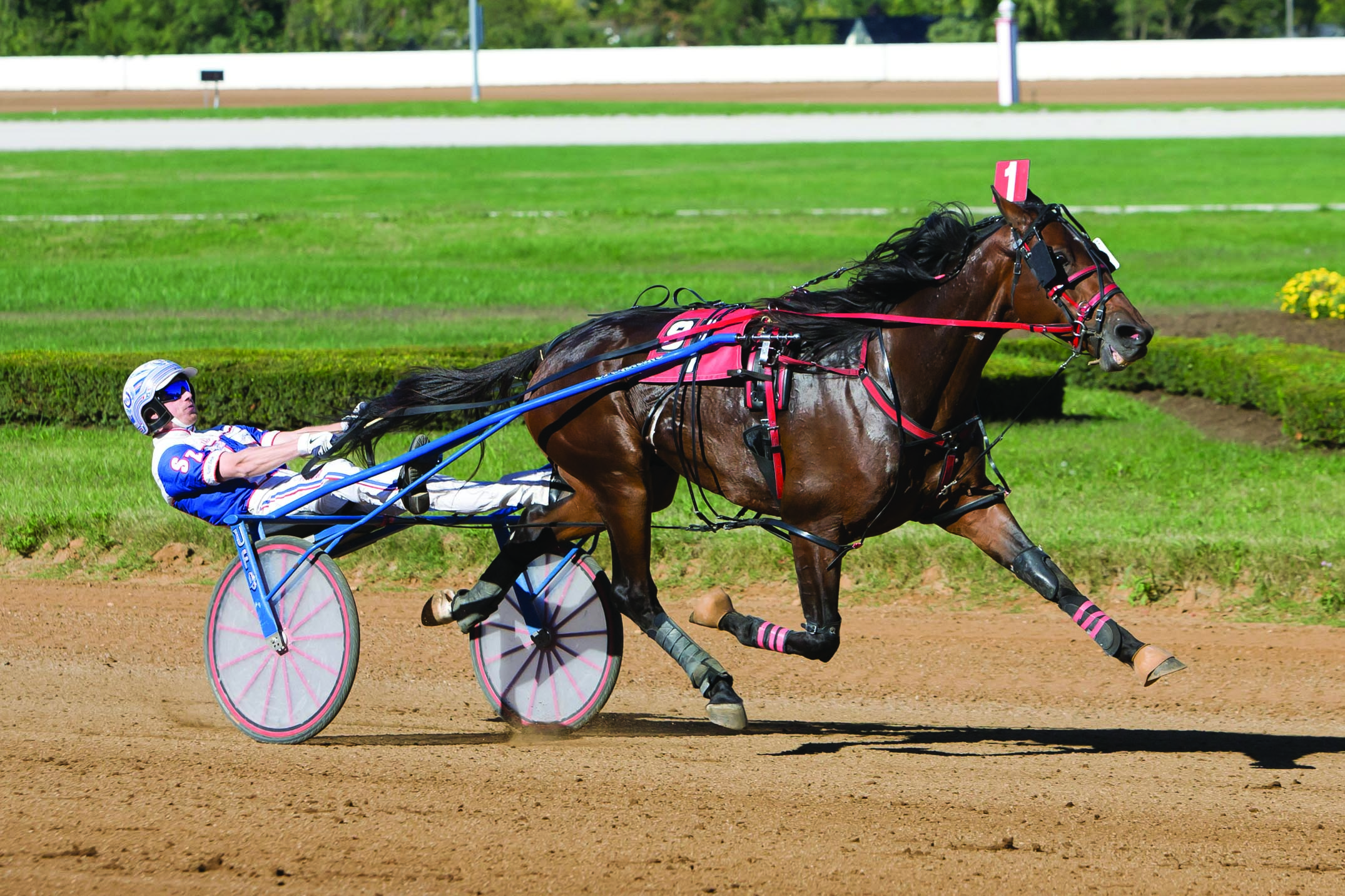 2022 Stallion Spotlight - Il Sogno Dream