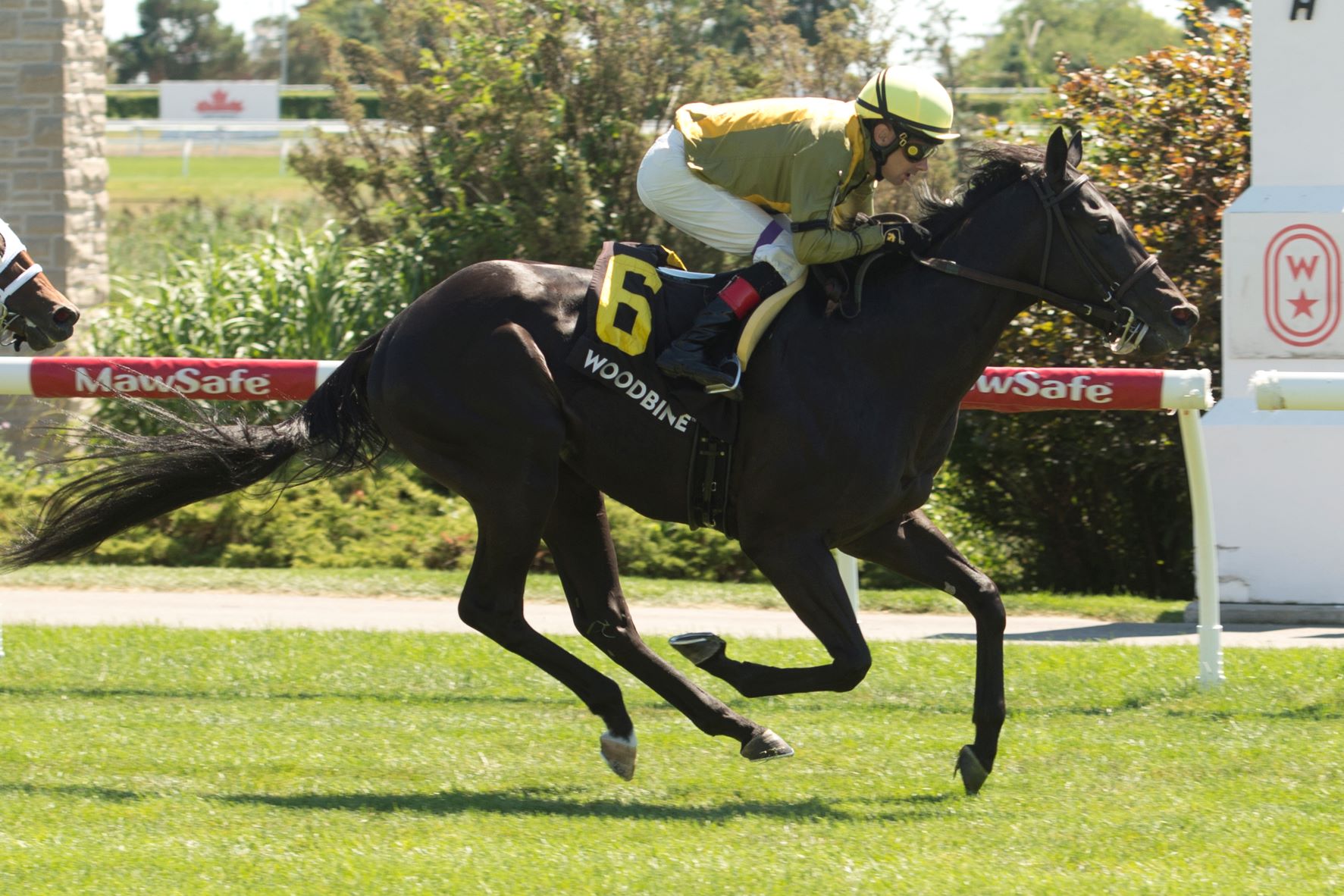 Silent Runner Trying for Repeat in Leg Two of Ontario Sire Heritage Series