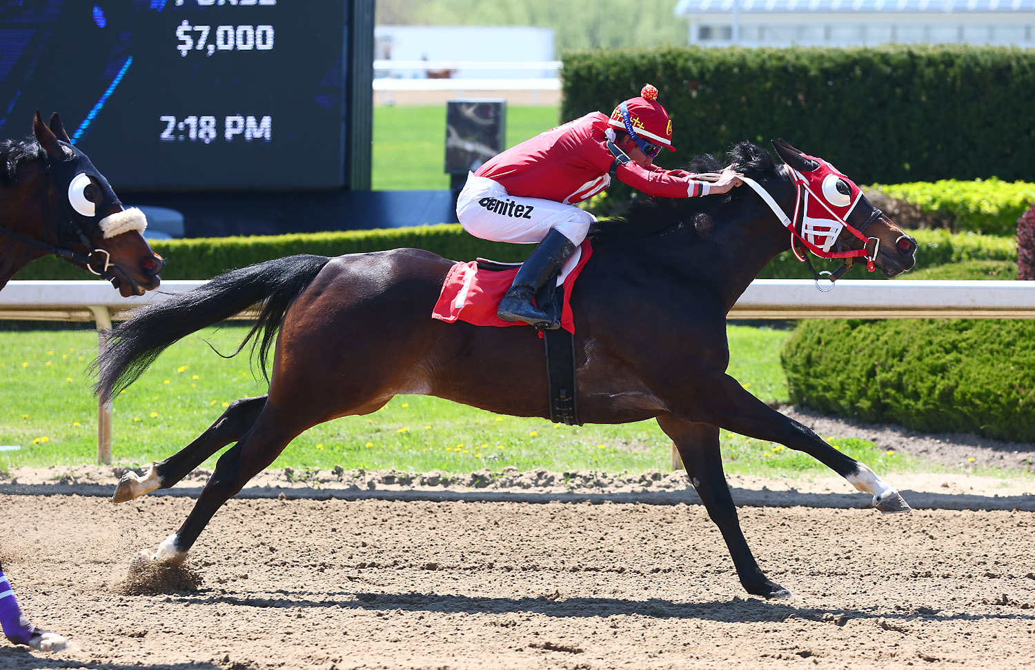 Great day for the return of Quarter Horse racing at Ajax Downs