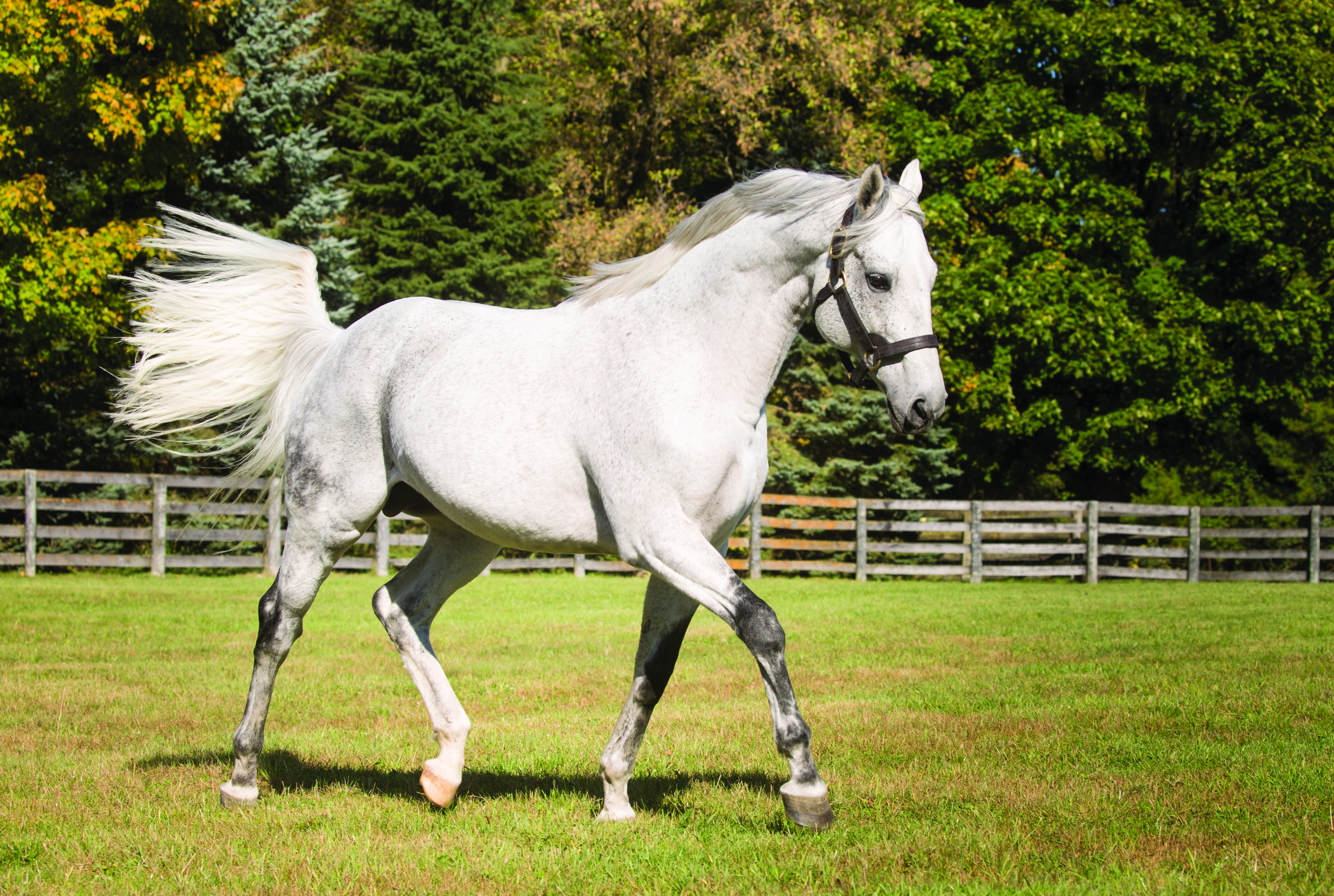 2022 Stallion Spotlight - Frac Daddy