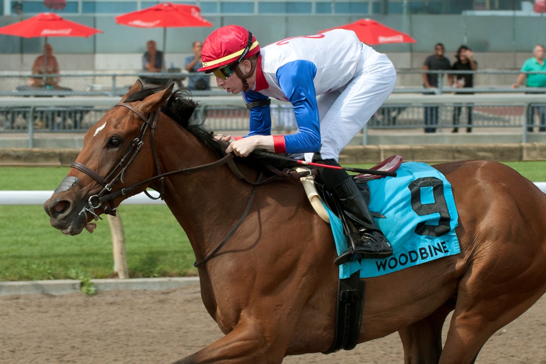Queen's Plate Podium Finisher Sir For Sure Headlines Casse Duo in Prince of Wales