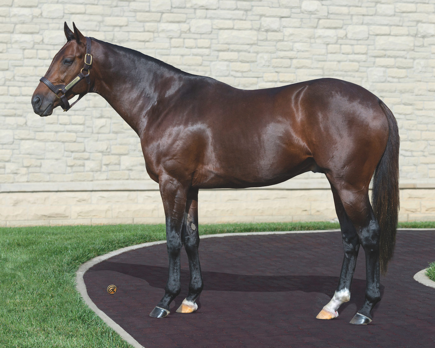 2022 Stallion Spotlight - Shaman Ghost