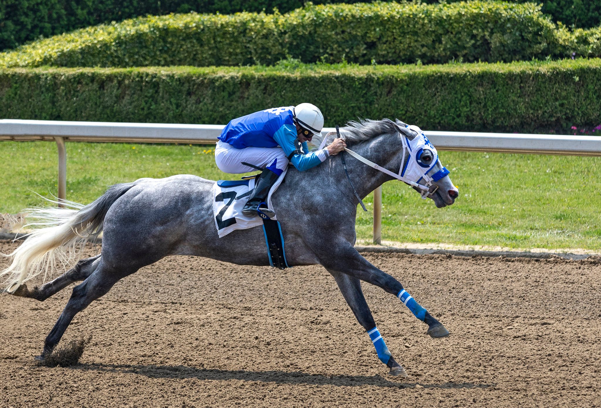 SNOW MOOSE voted 2023 Ajax Downs' Horse of the Year