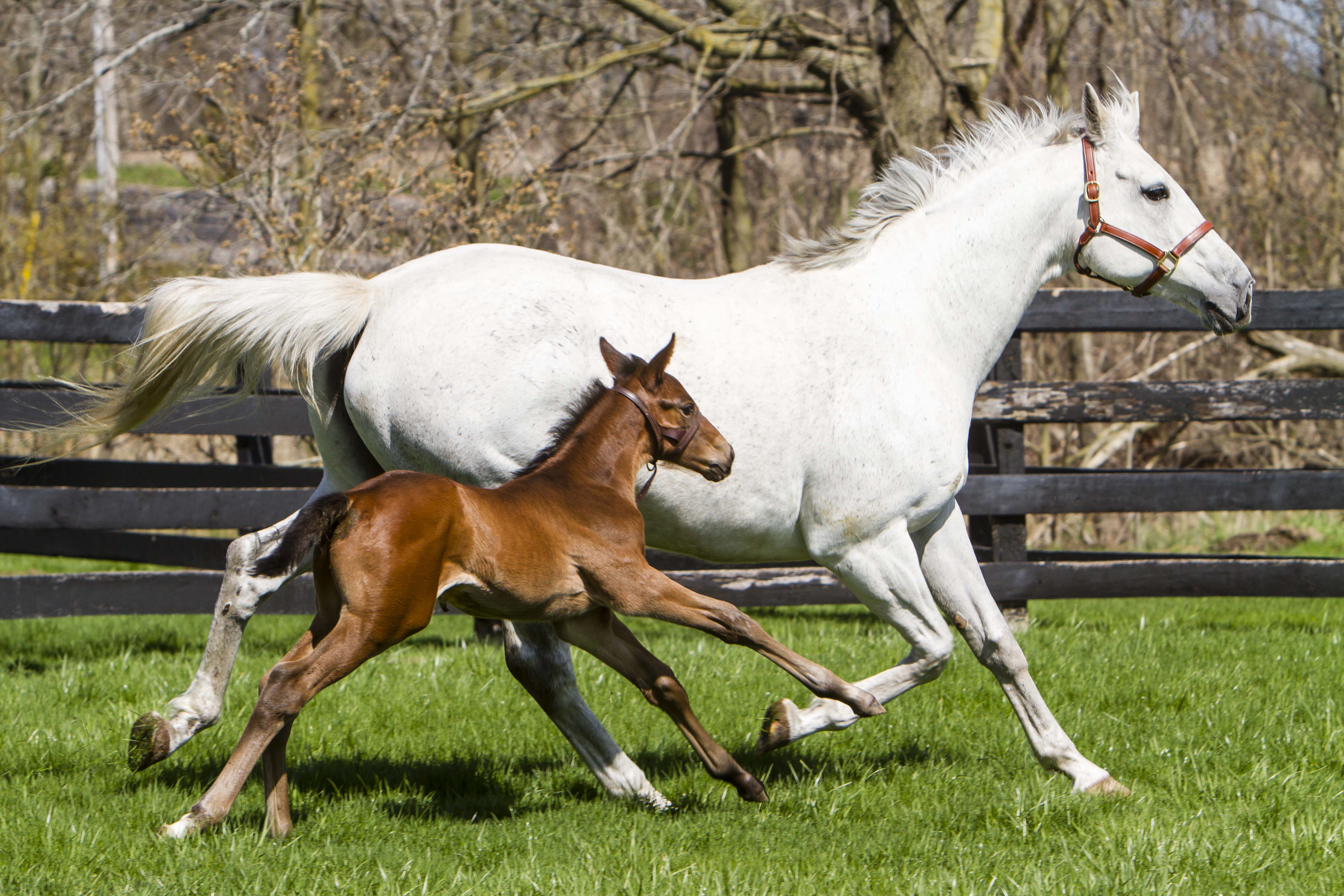 Ontario Racing welcomes Ontario Government’s additional funding support