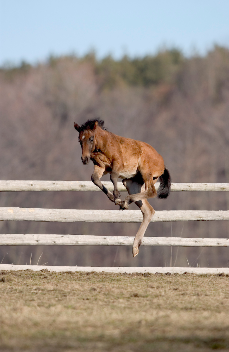 Ontario horse racing industry breathes sigh of relief as it escapes latest round of tariffs