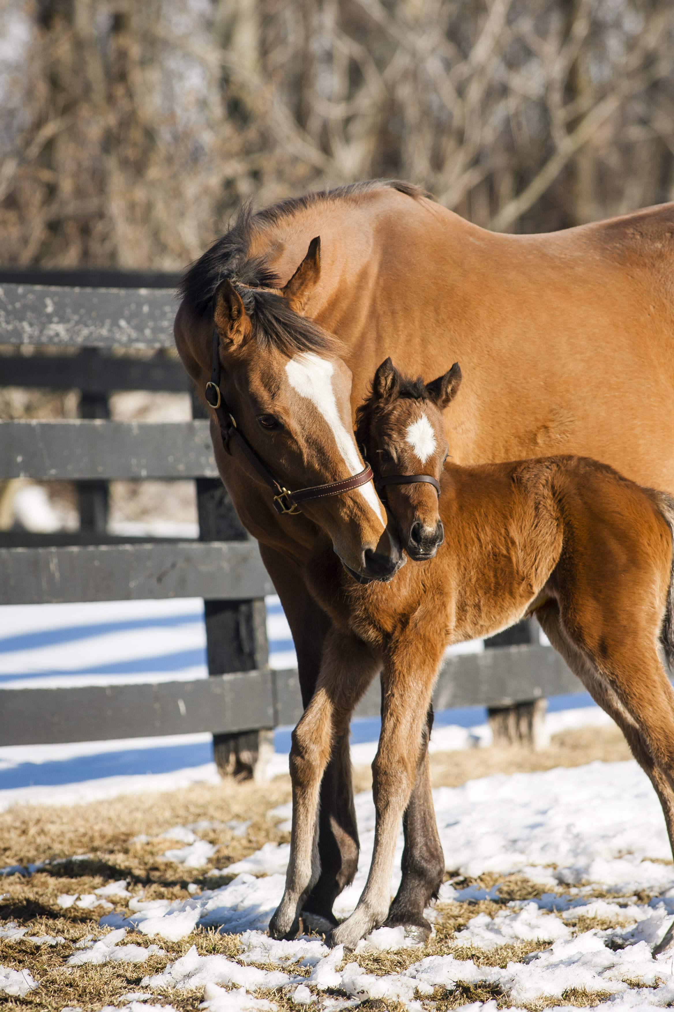 #betontario to support Ontario horse racing jobs and breed development programs