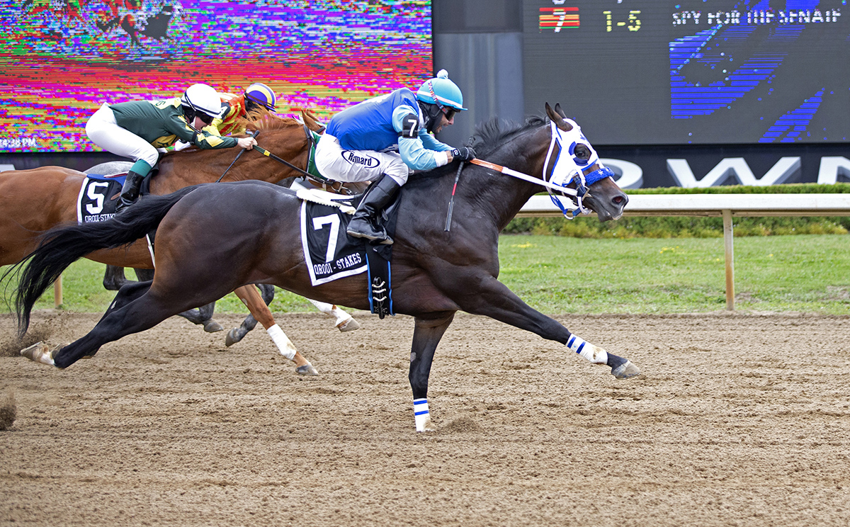 2022 Stallion Spotlight - Spy For The Senate