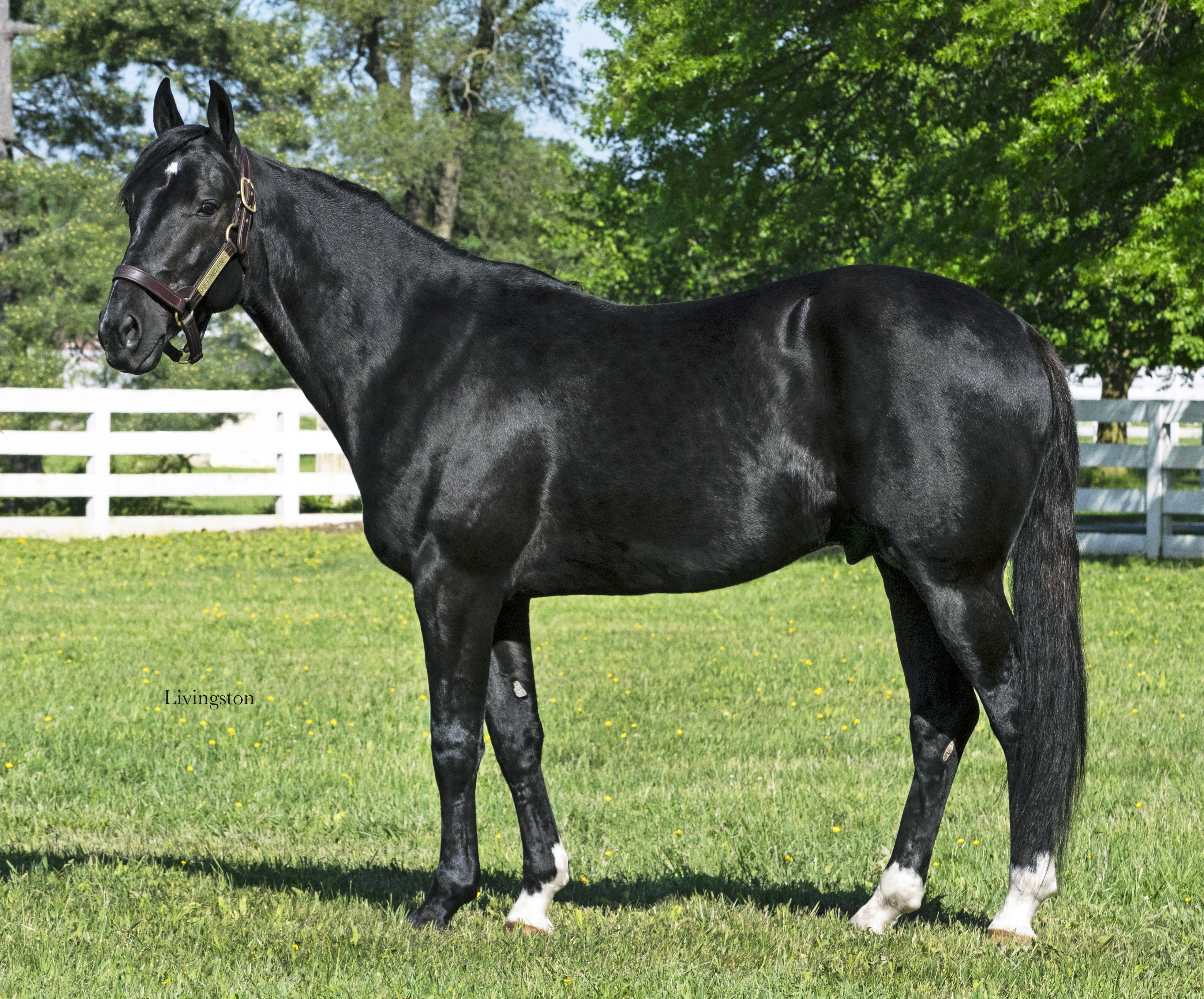 2022 Stallion Spotlight - Betting Line