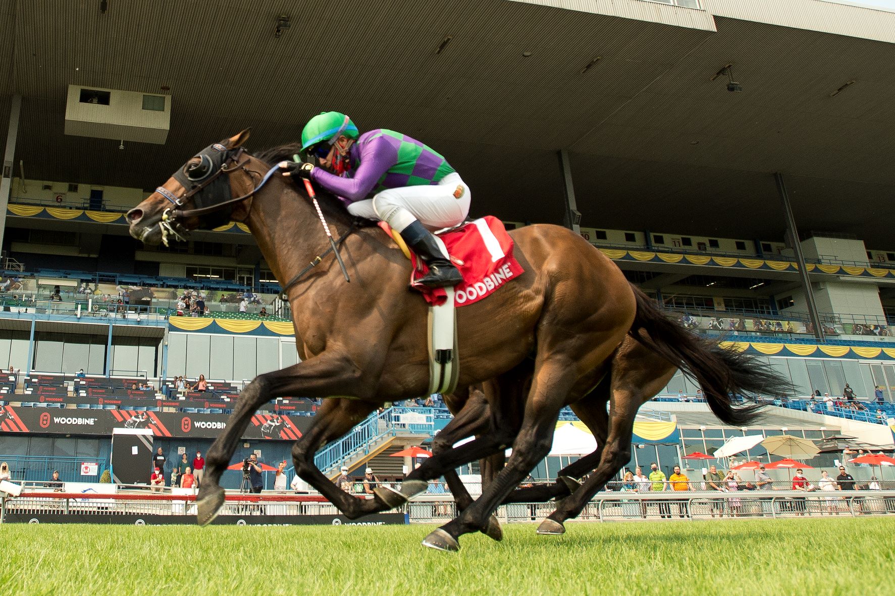 Tall Oaks Farm Champion Avie’s Flatter Retired to Stud in Ontario