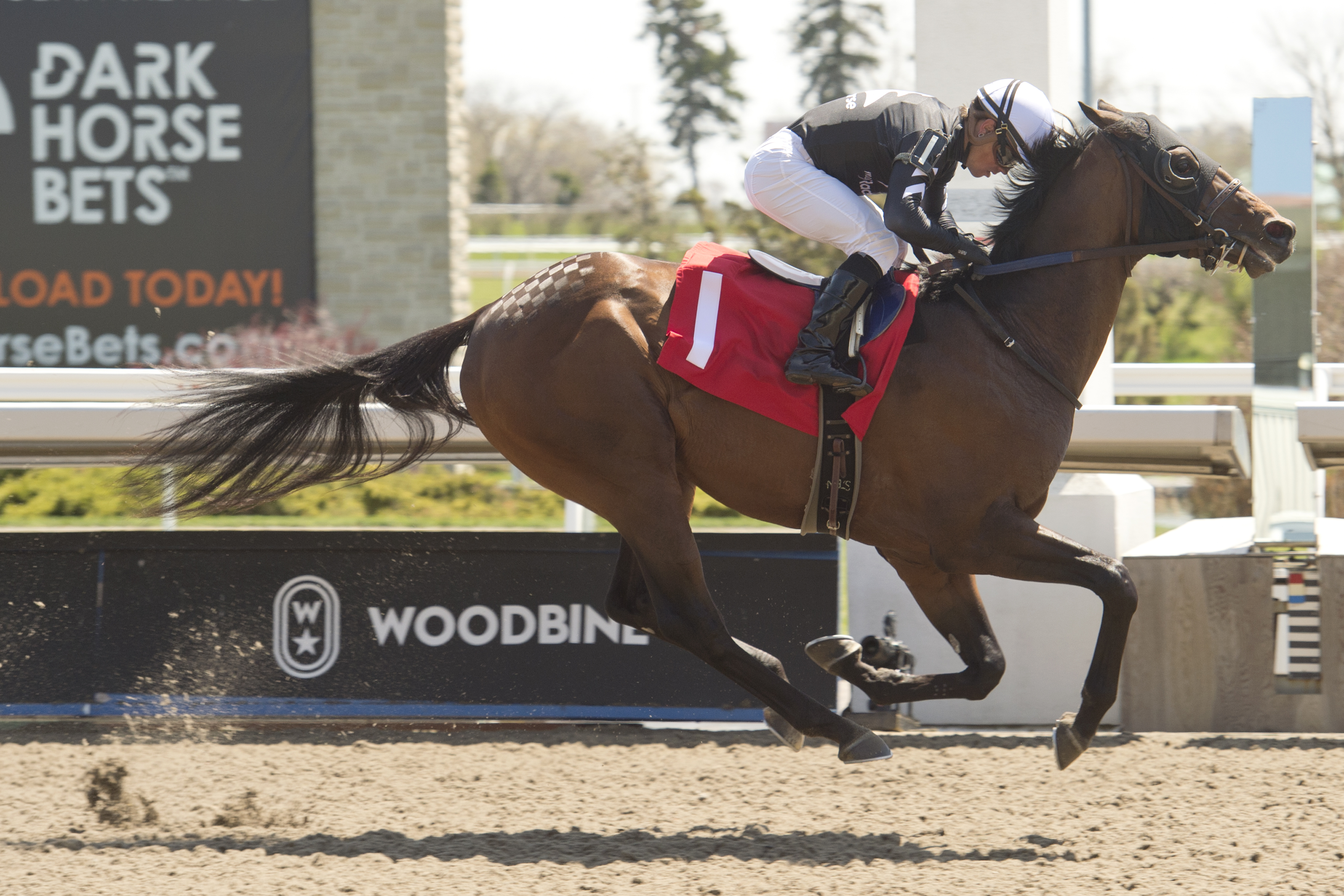 #QP22 Breeder Profile: Duke of Love