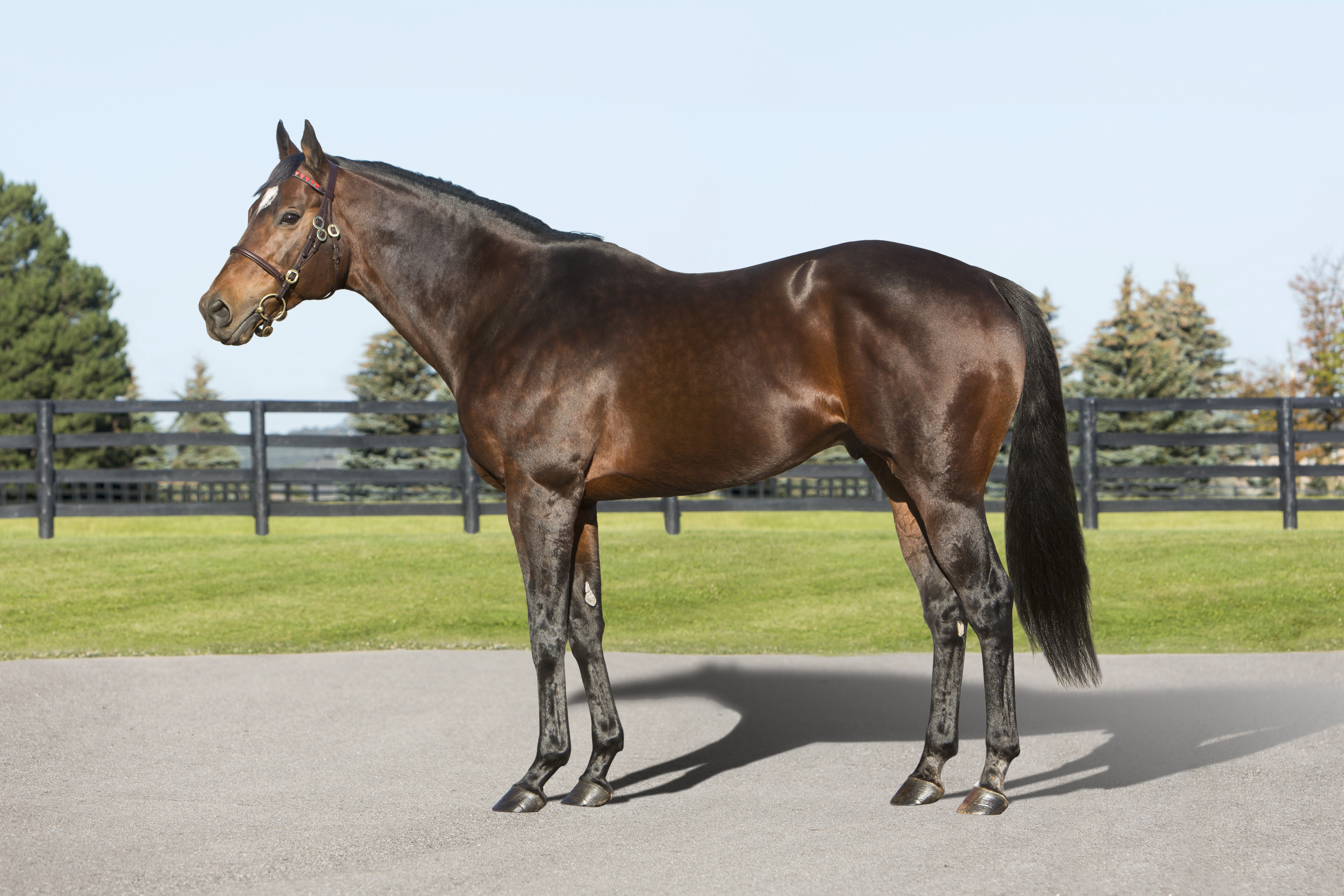 2022 Stallion Spotlight - Signature Red