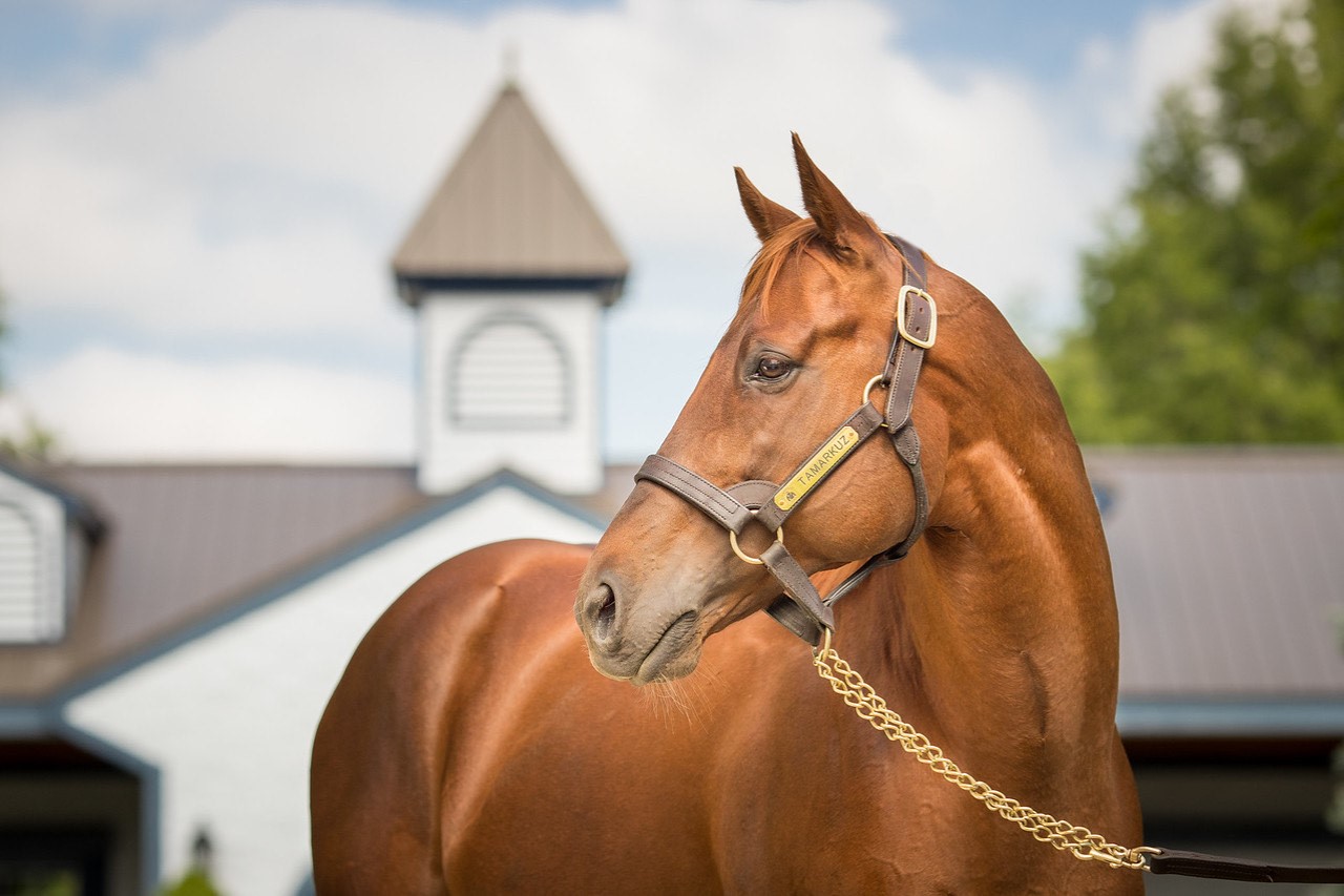 Collusion Illusion and Tamarkuz to Stand at Ballycroy Bloodstock in 2023