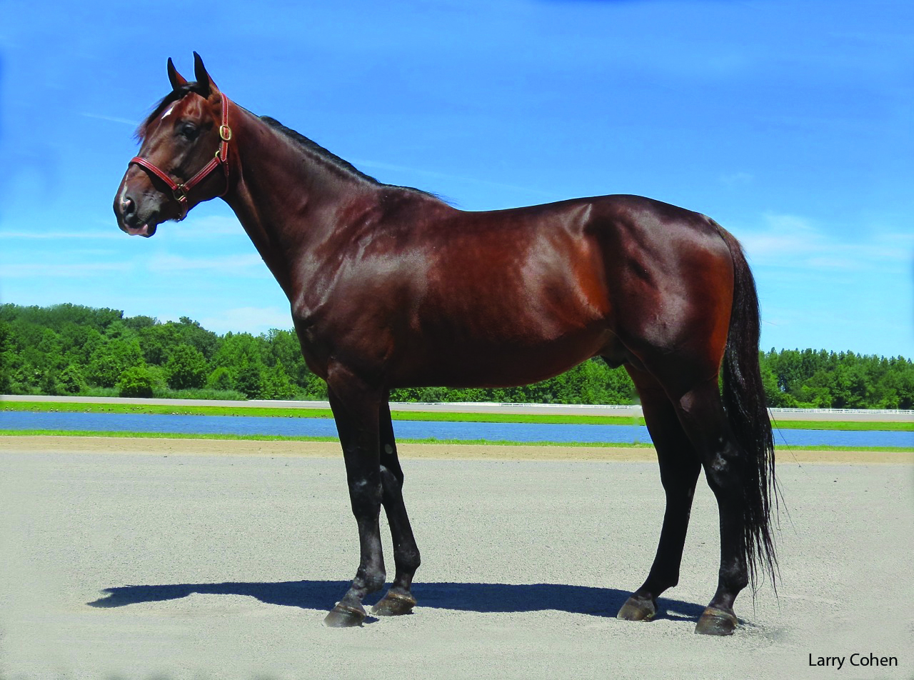 Stallion Spotlight - Ontario Racing