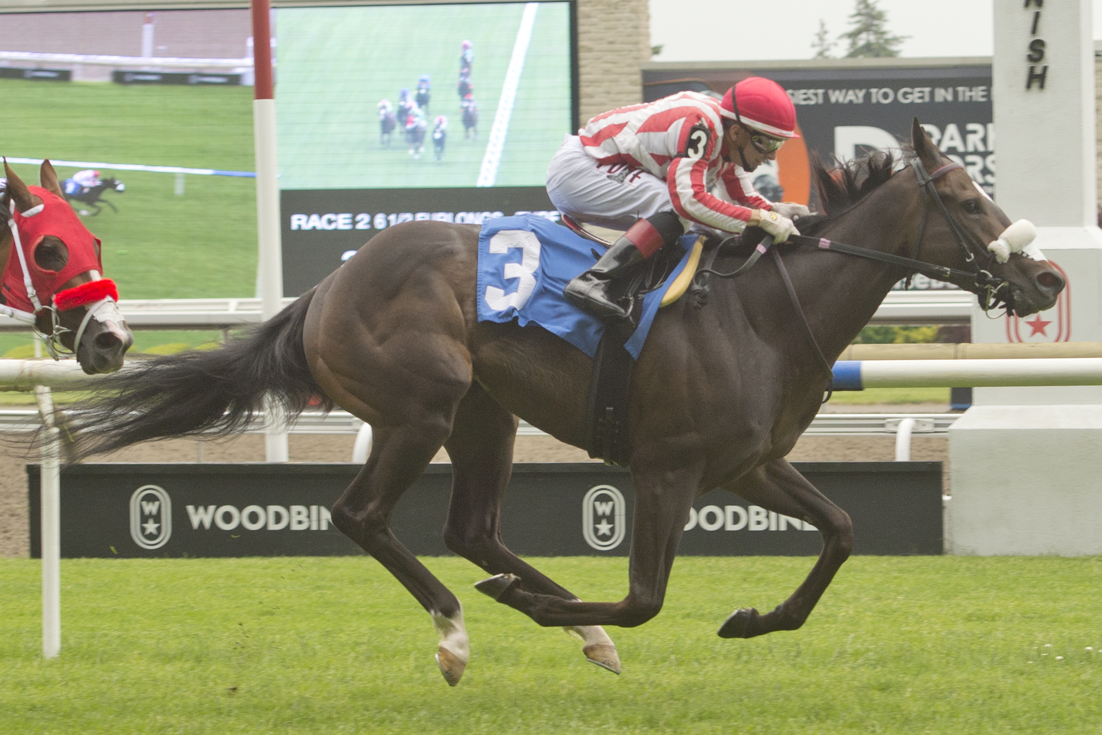 El Cohete and jockey Rafael Hernandez winning Race 2 on June 15, 2023 at Woodbine (Michael Burns Photo).