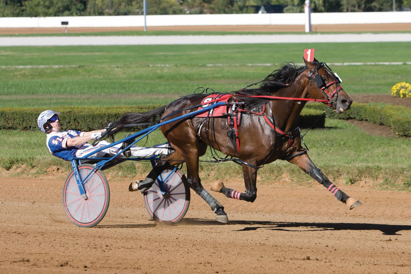 Ontario Sires Stakes Stallion Spotlight: Il Sogno Dream