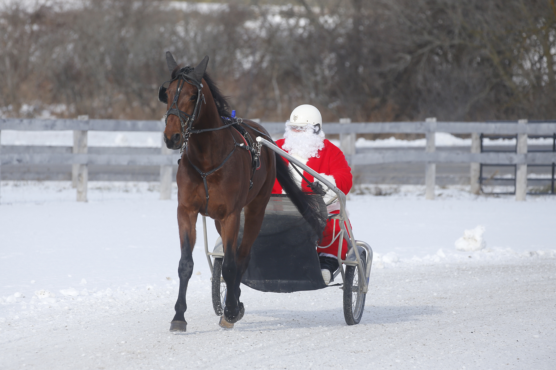 Record crowd for TheStable.ca Christmas Open House
