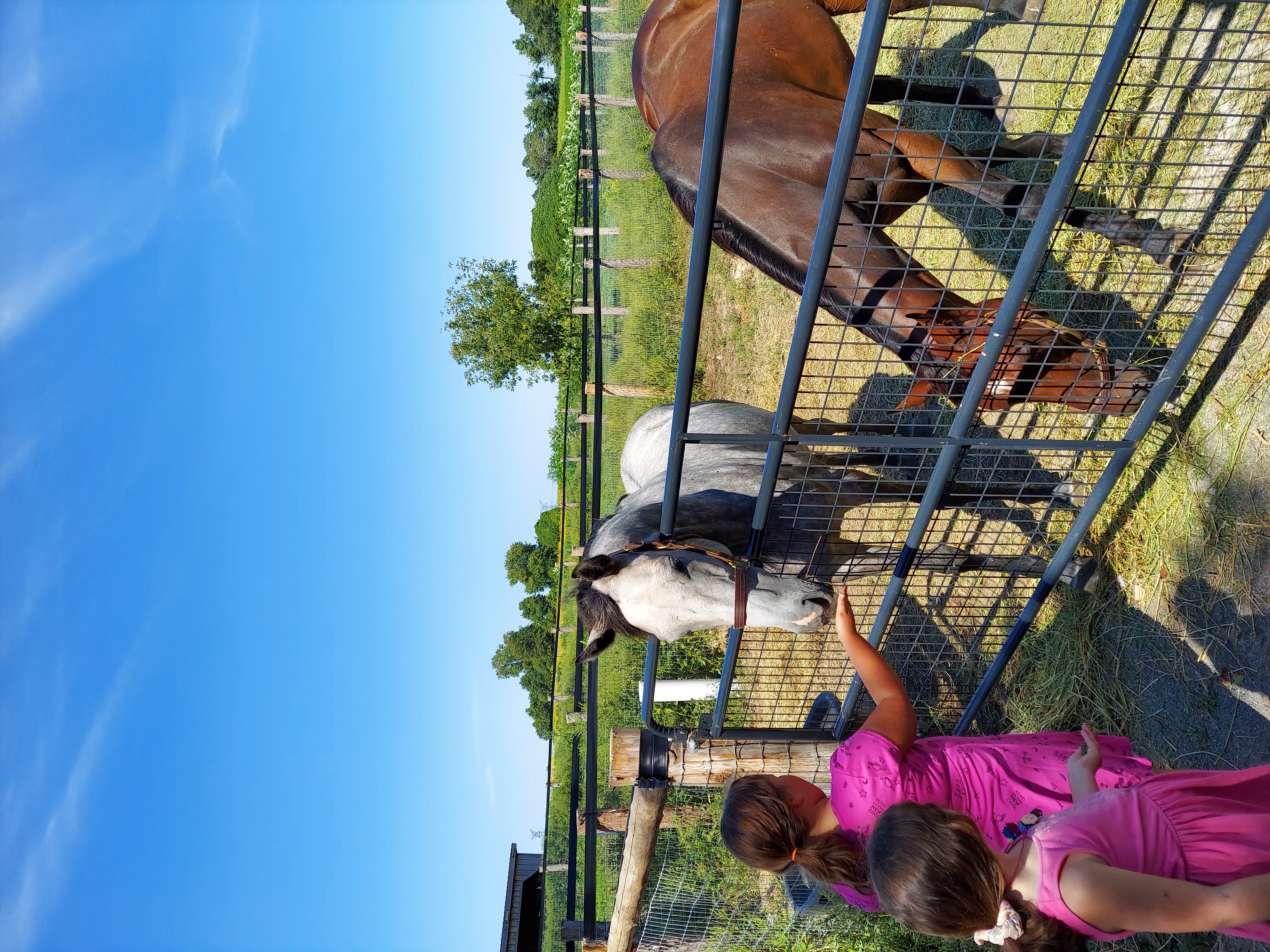 Mares in a field.