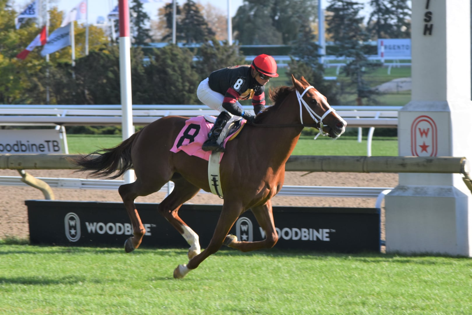 Ontario Racing in discussions regarding Thoroughbred equine benefit payments