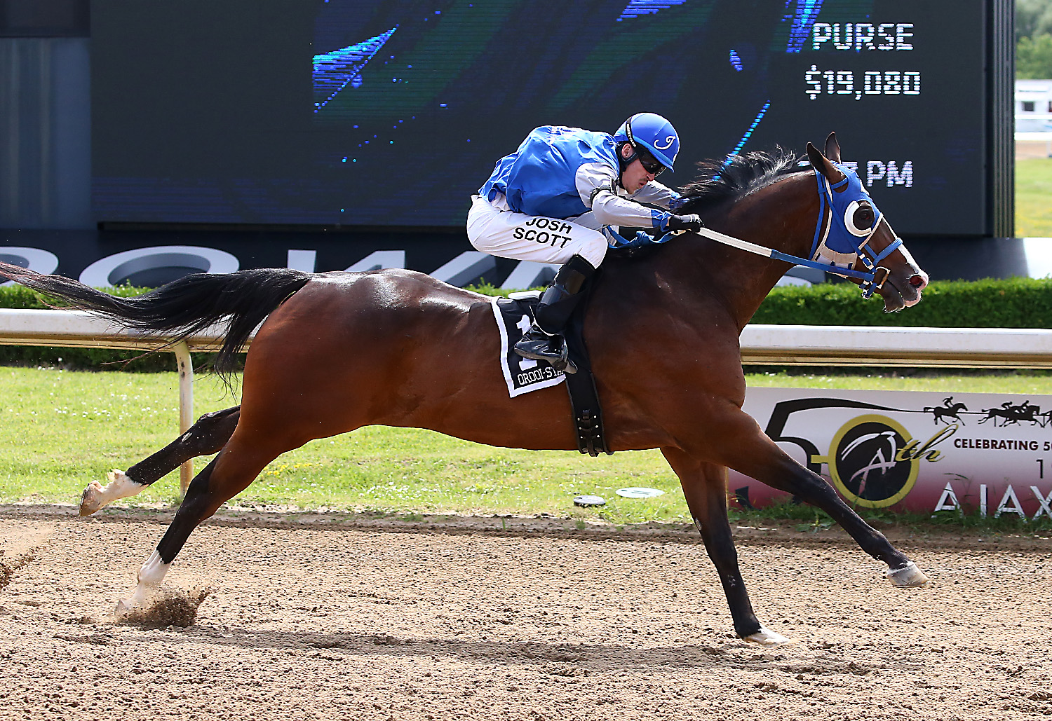 Champion Had to Be Ivory and jockey Josh Scott rolled to victory  in the QROOI Distance Series #1  - Clive Cohen/ New Image Media Photo