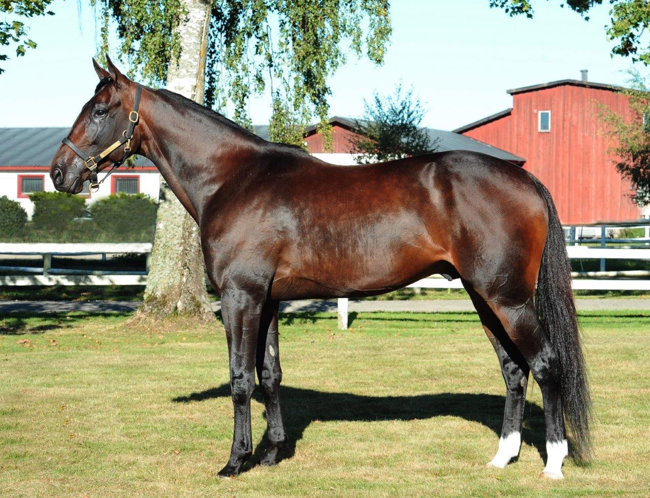 Ontario Sires Stakes Stallion Spotlight: The Bank