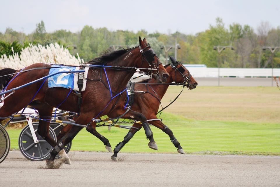 Melissa Keith’s Rideau Carleton Selections: Thursday, October 22, 2020